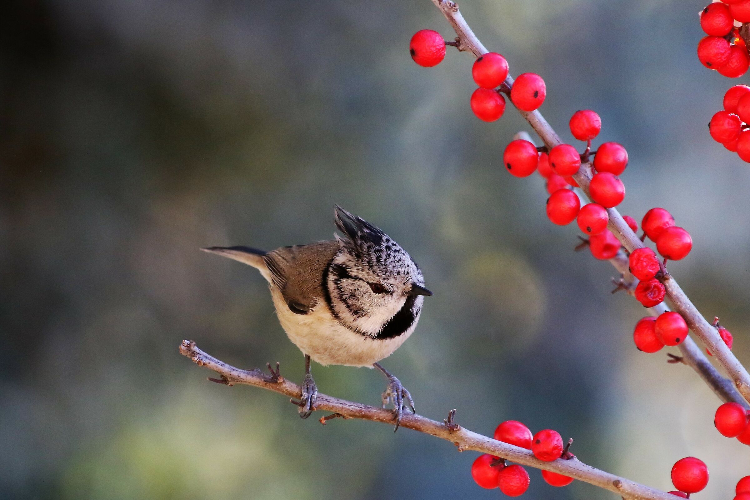 tincncia from the tuft