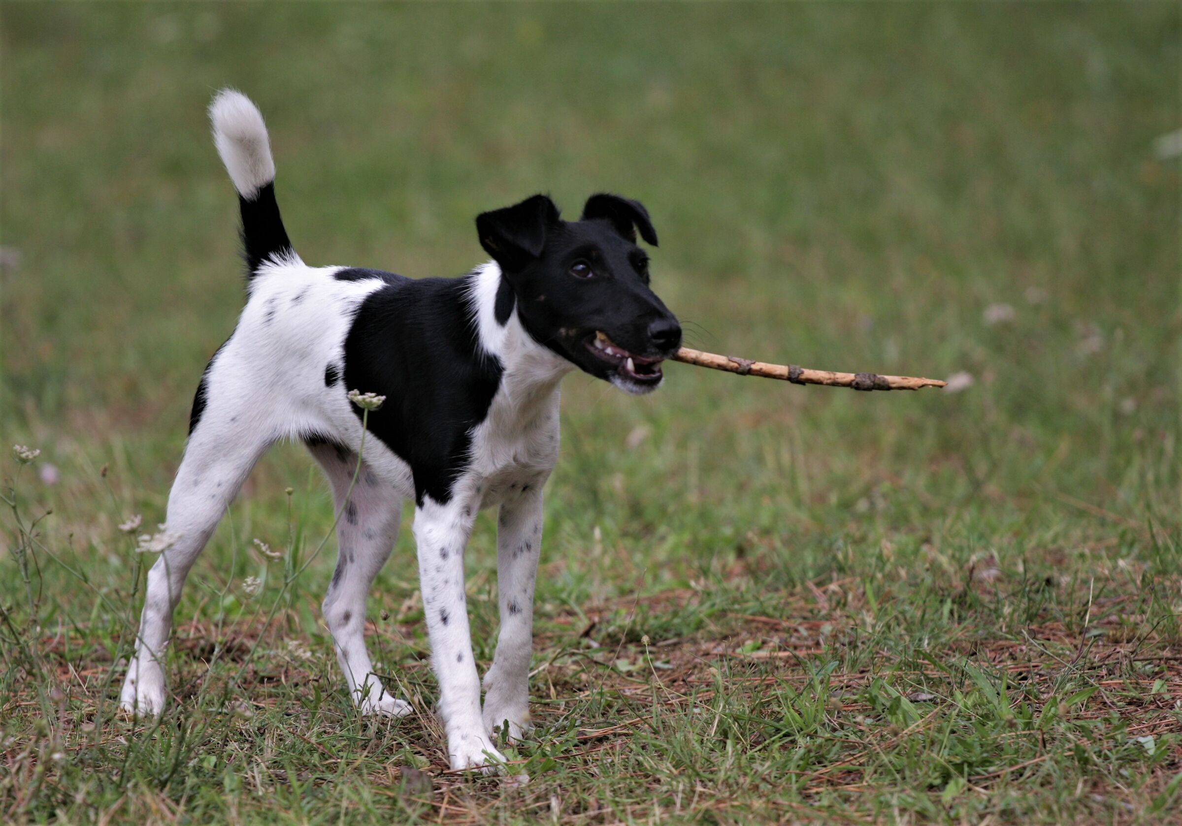 prova a togliermelo...