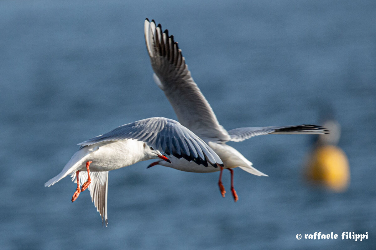 Traffico aereo