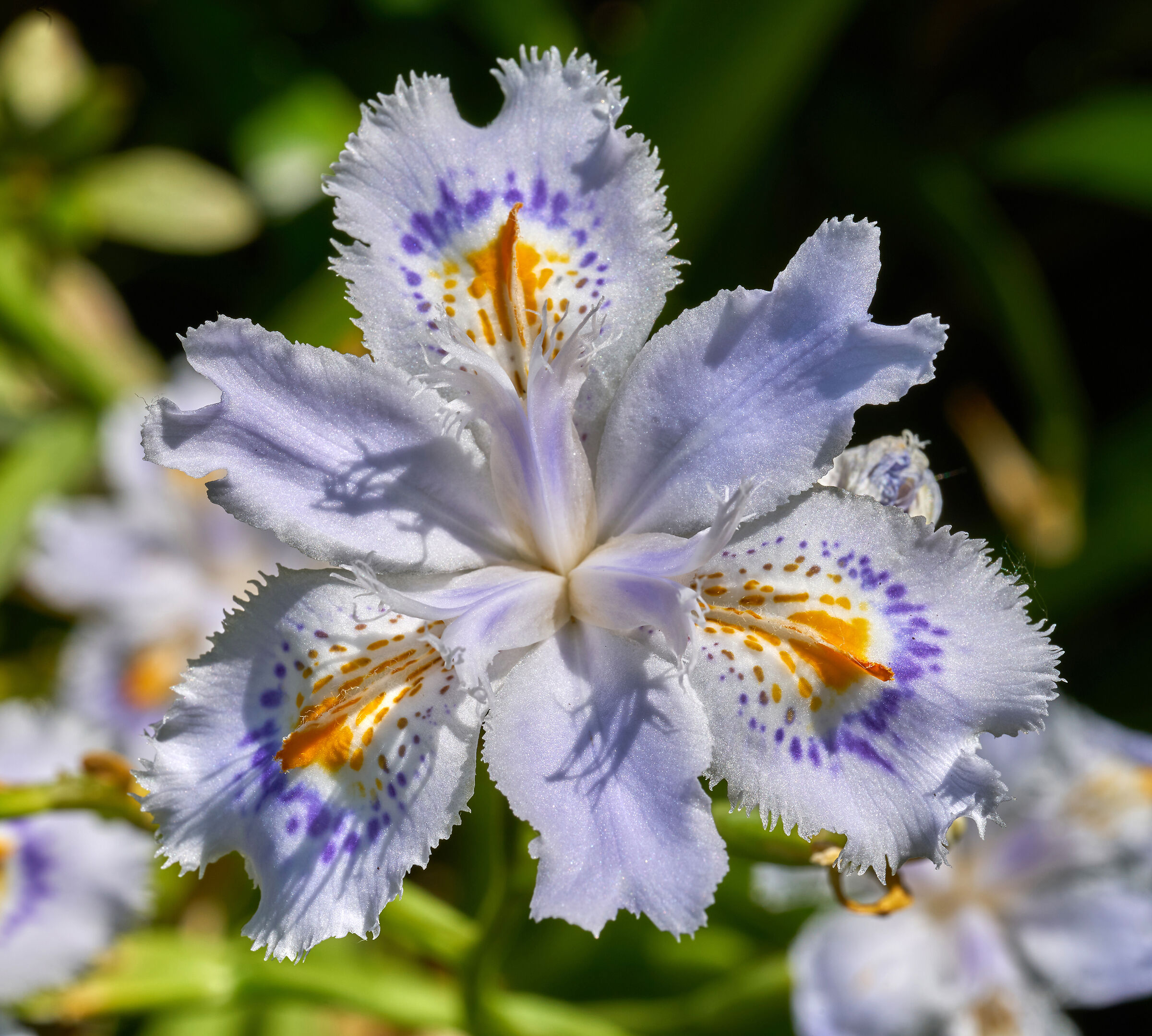 Iris