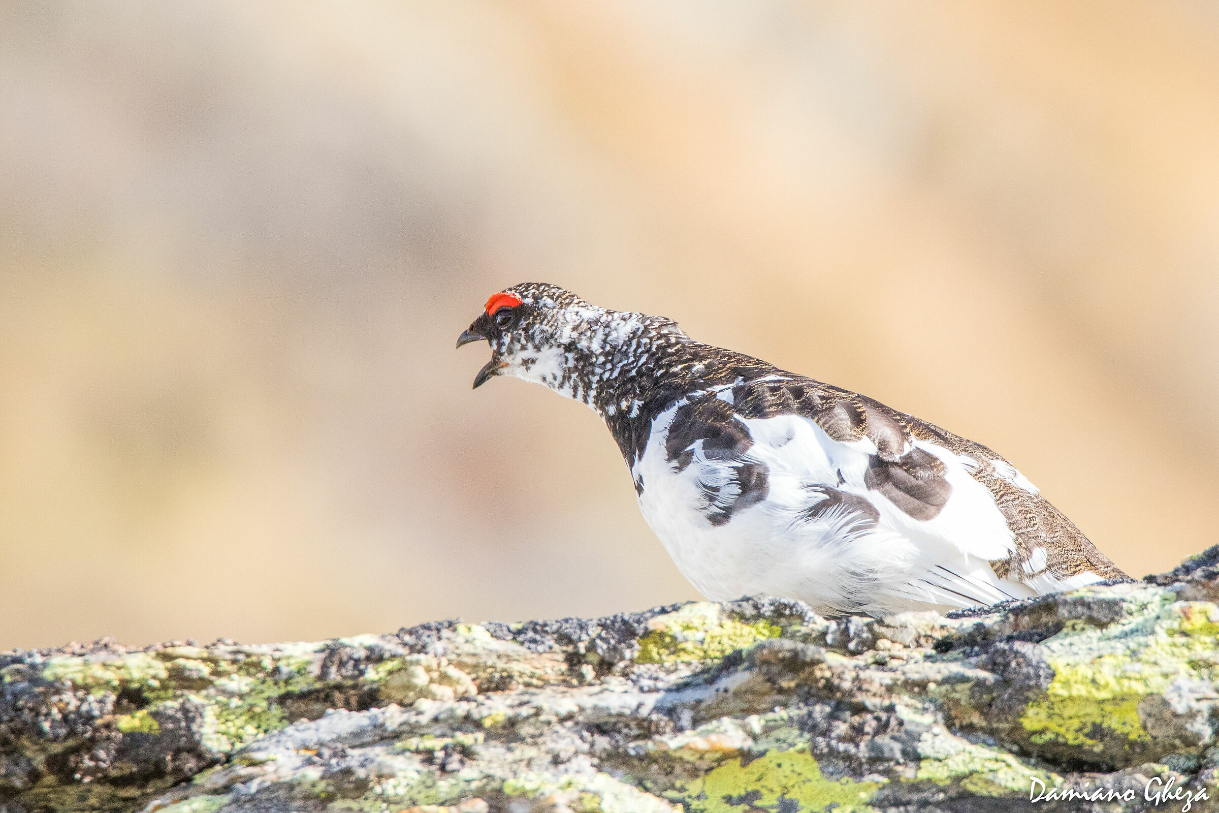The Song of the White Partridge