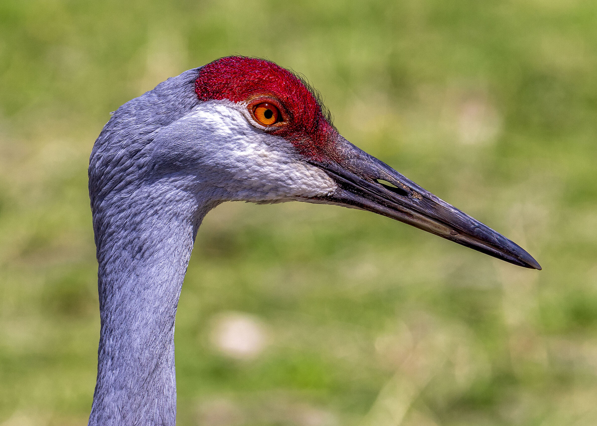 Sandhill Crane Close-Up