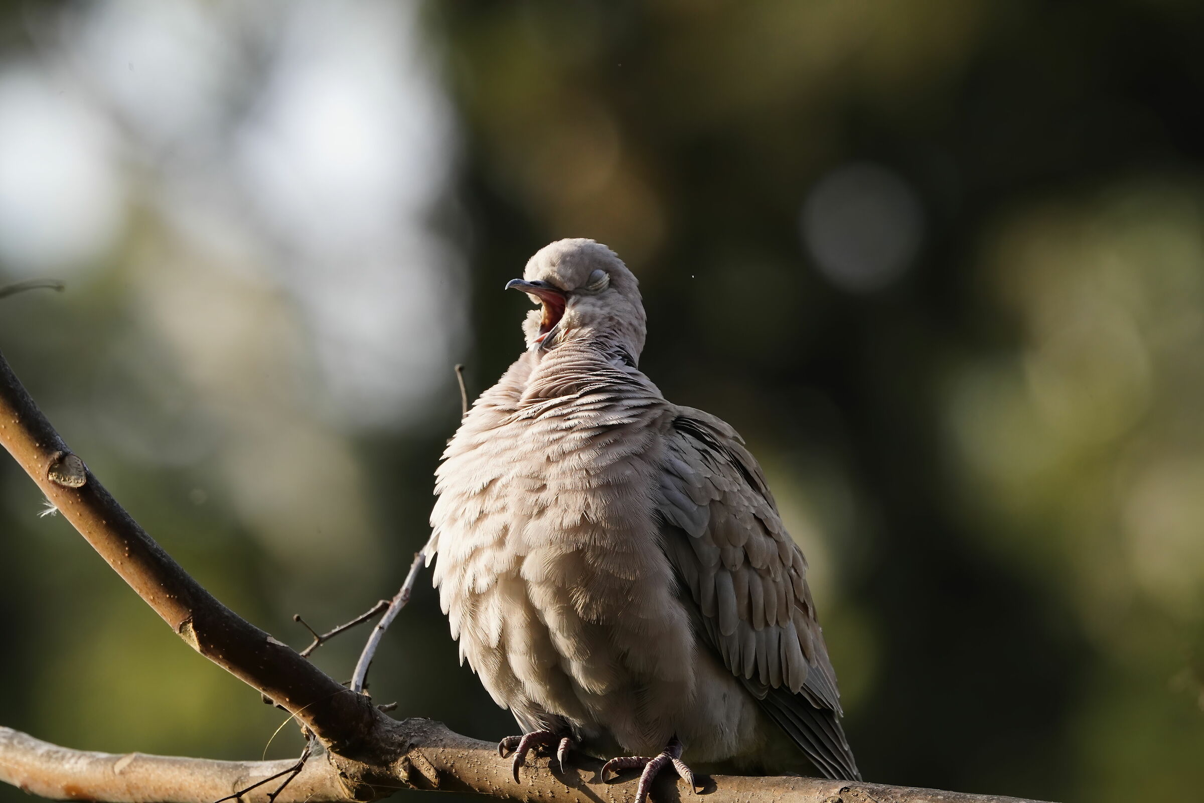 Well.. periodaccio (coronavirus) for all! What boredom...