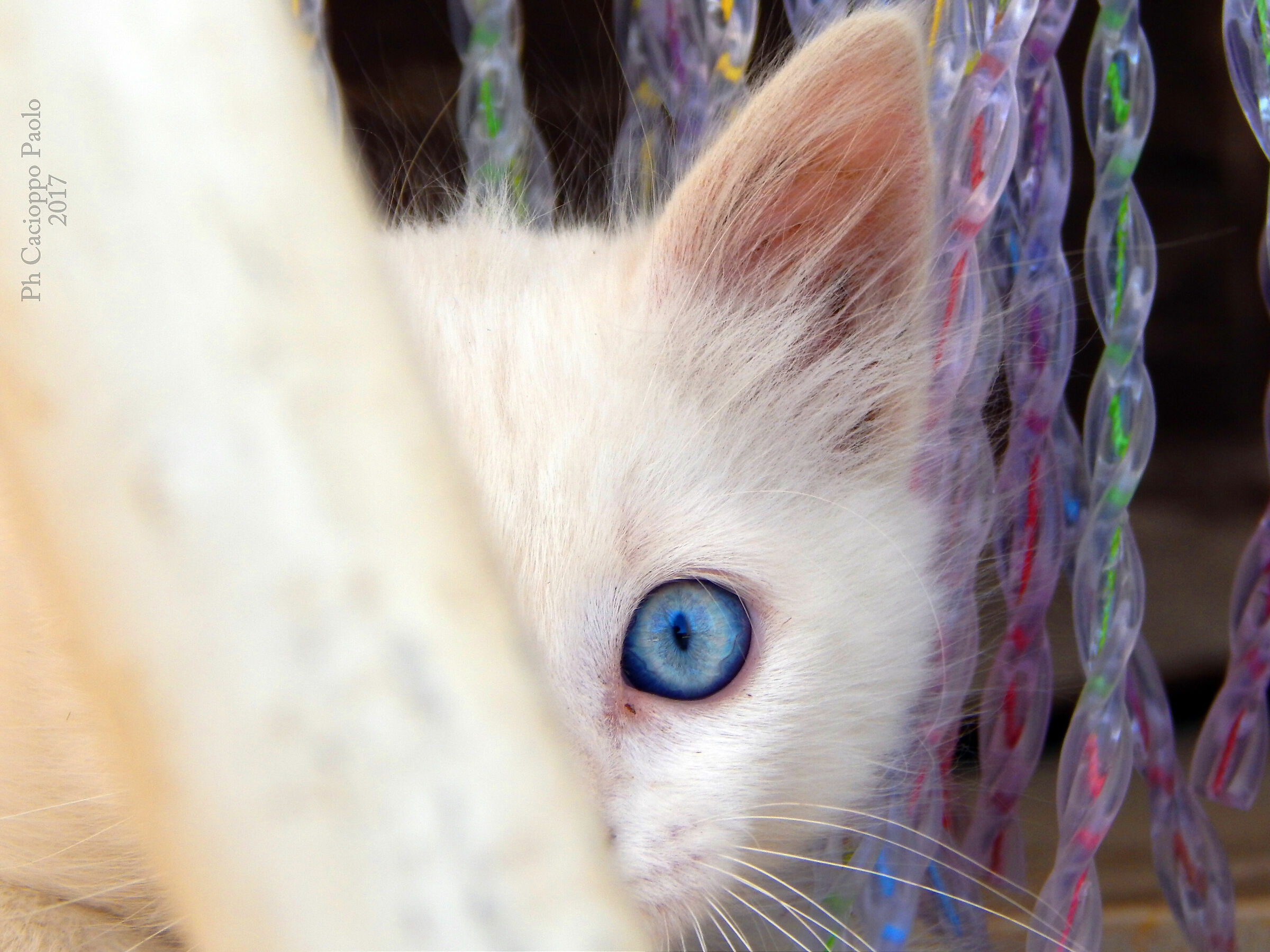Blue Eye