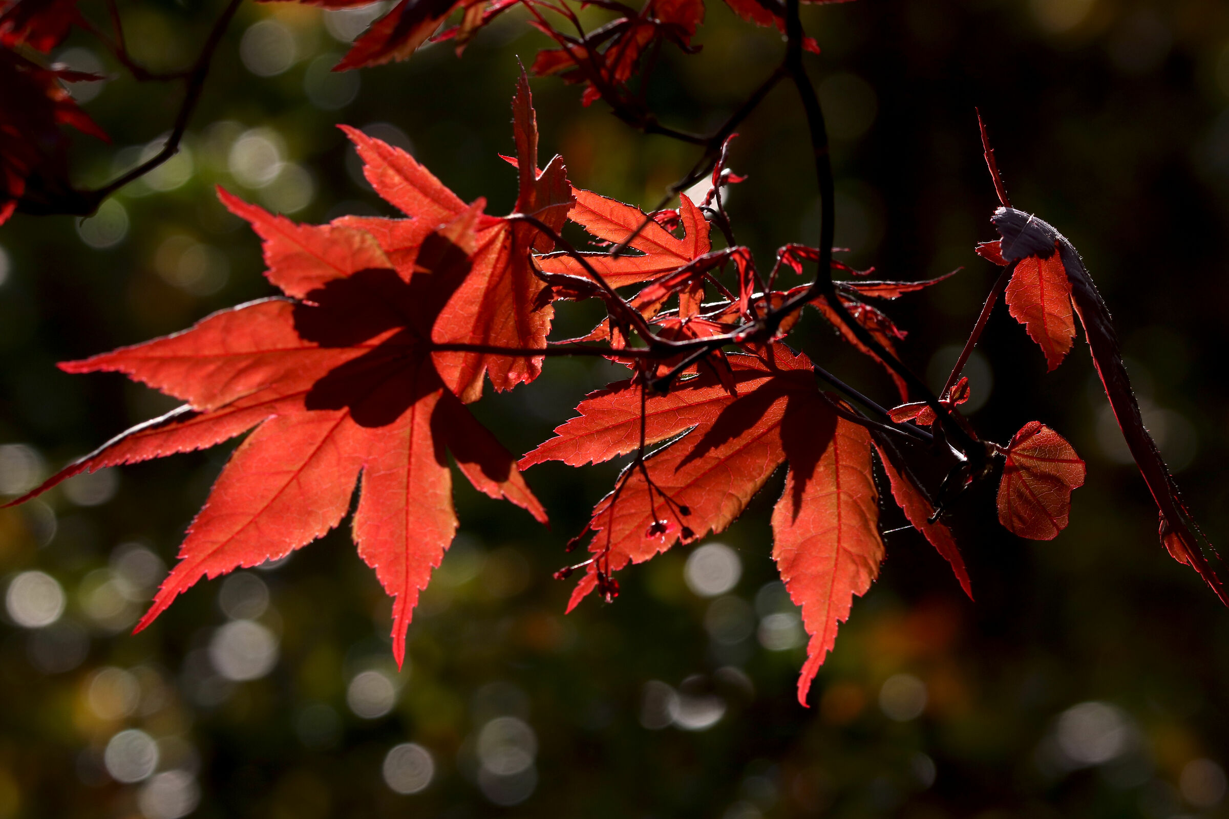 ... anche in quarantena, scoppia la primavera.....