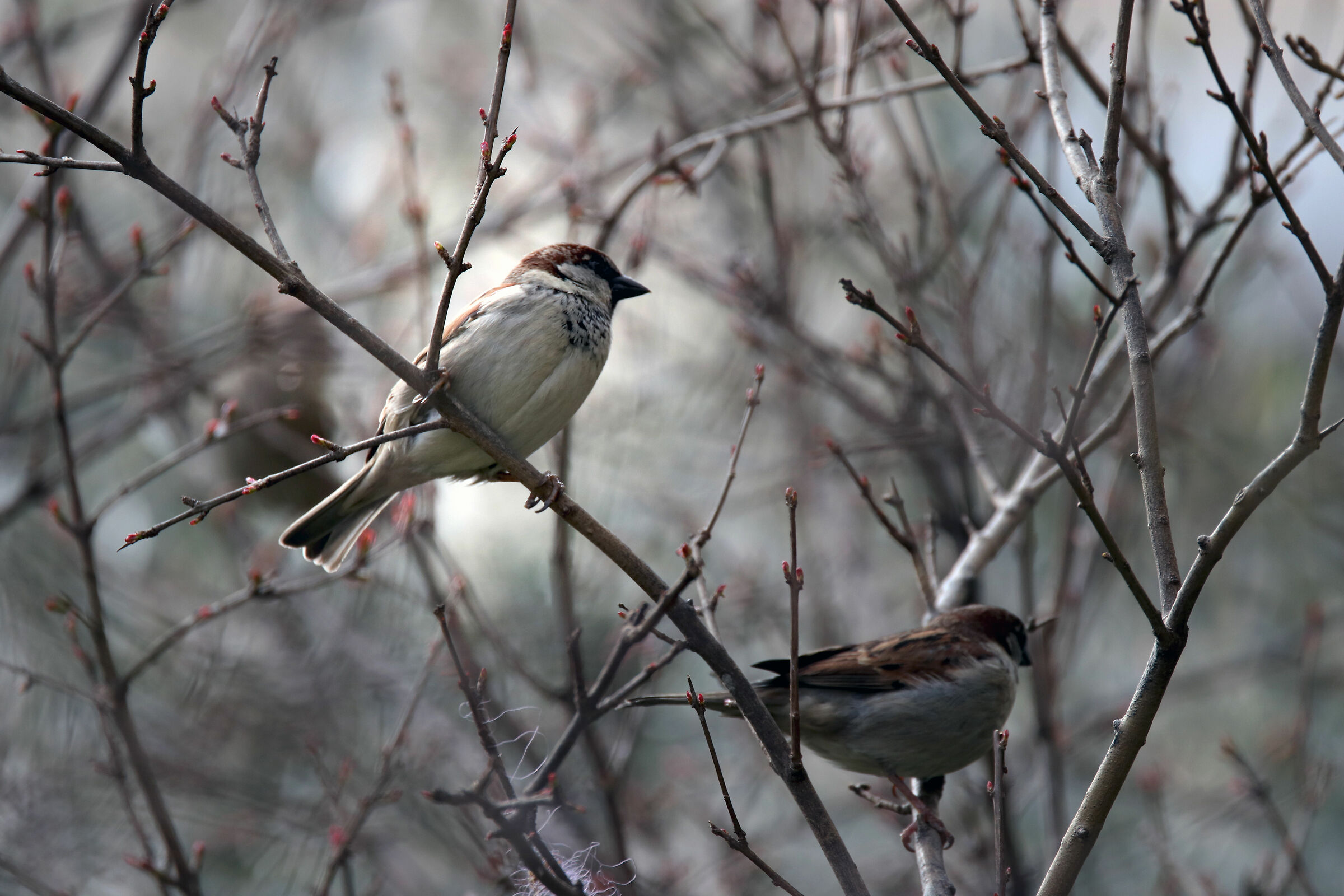 ... vicini di casa, in tempi di quarantena.....