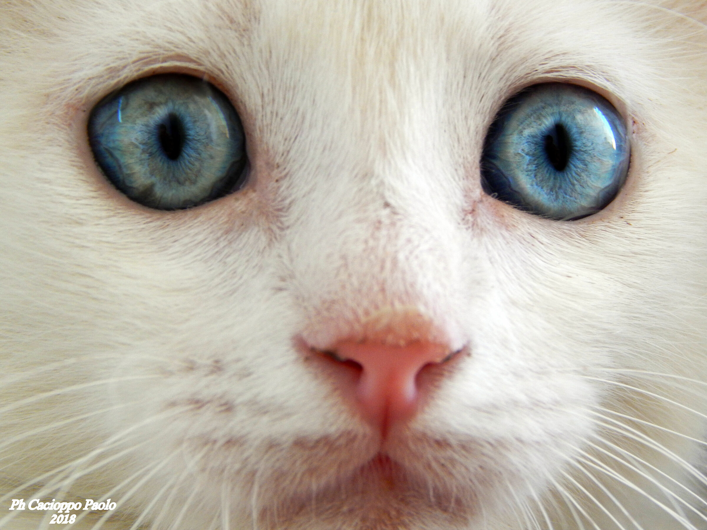 Gattino dagli occhi blu