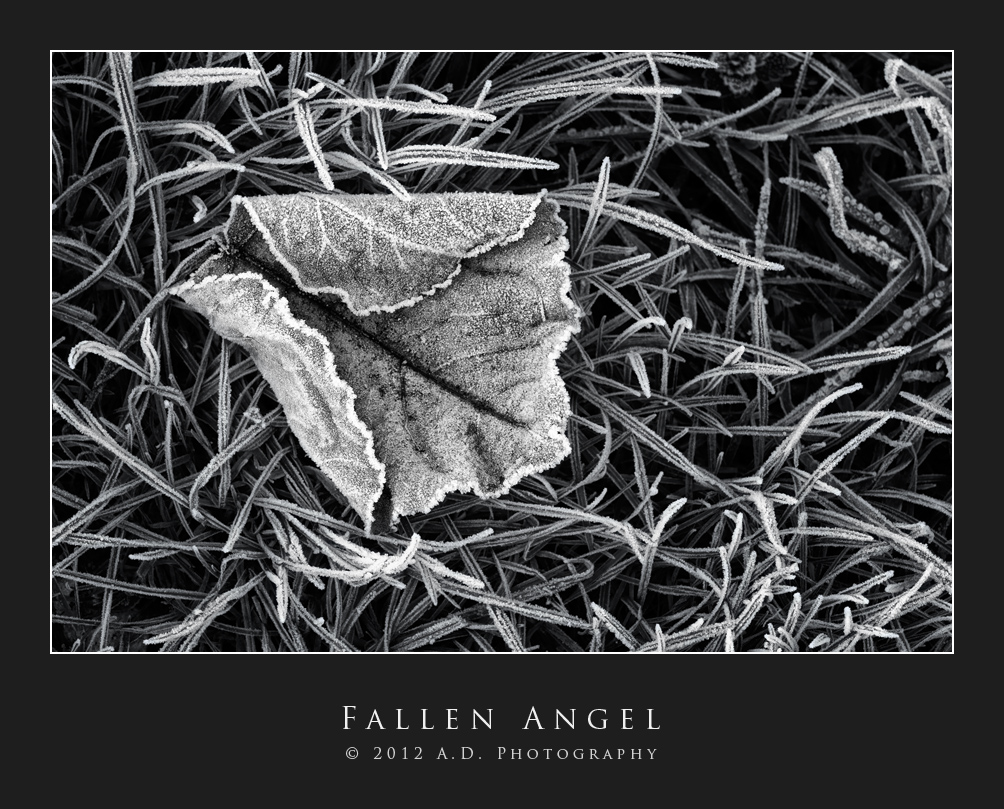 Fallen Angel