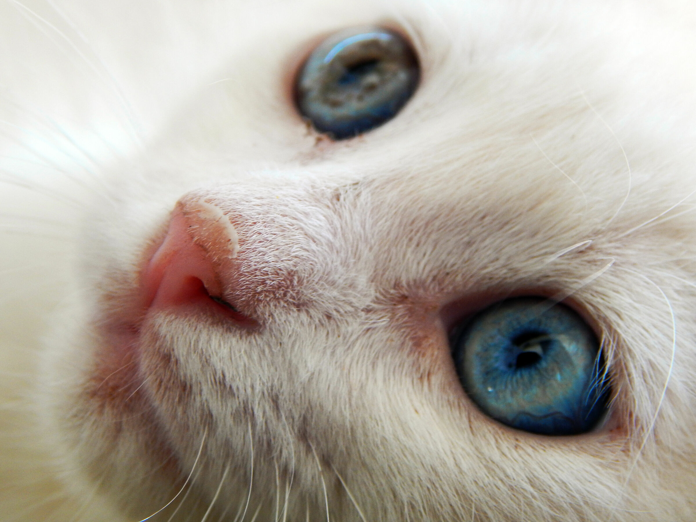Blu eyes