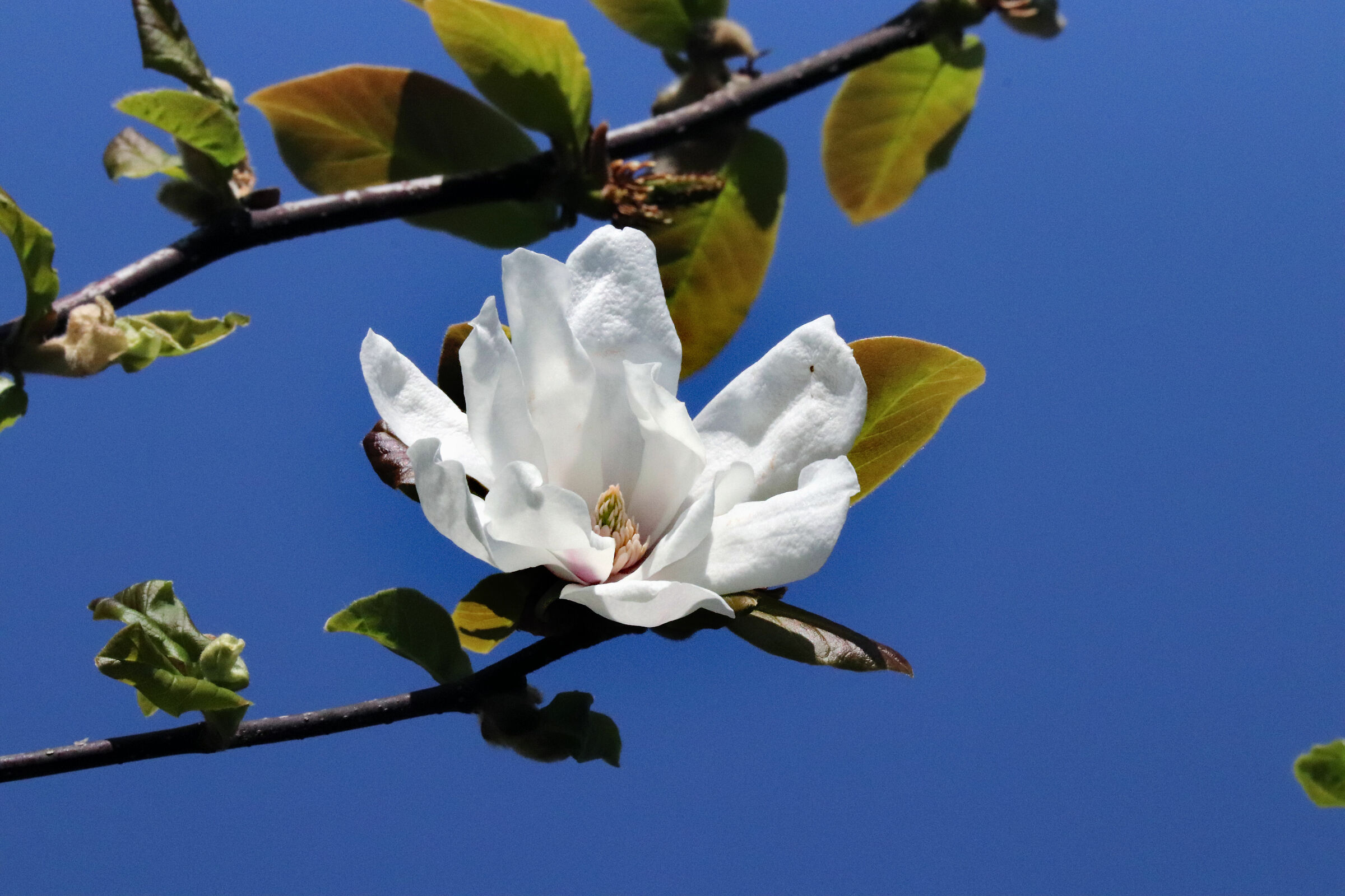 ... magnolia stellata, nel giardino di casa....