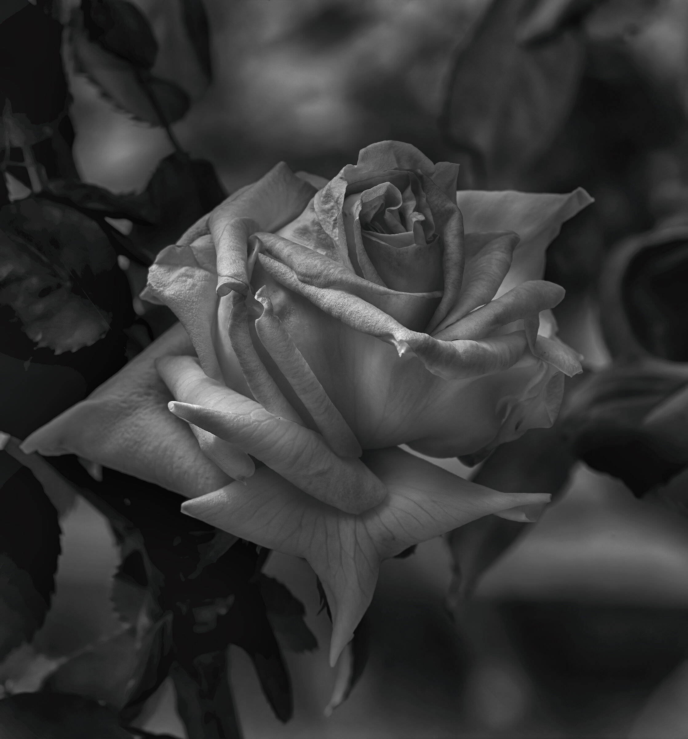 Rosa casa ...piccolino