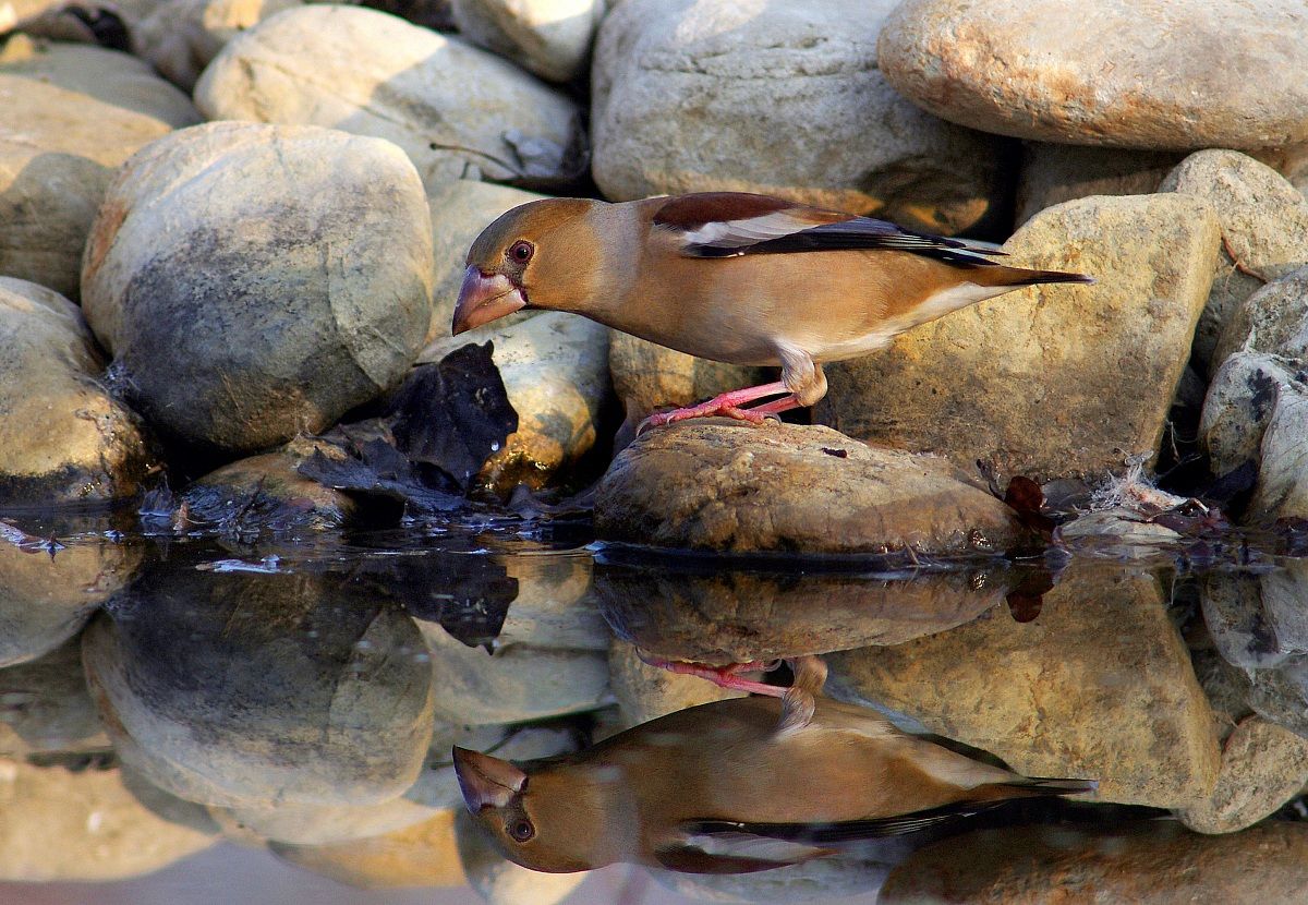 Hawfinch (female) in the mirror