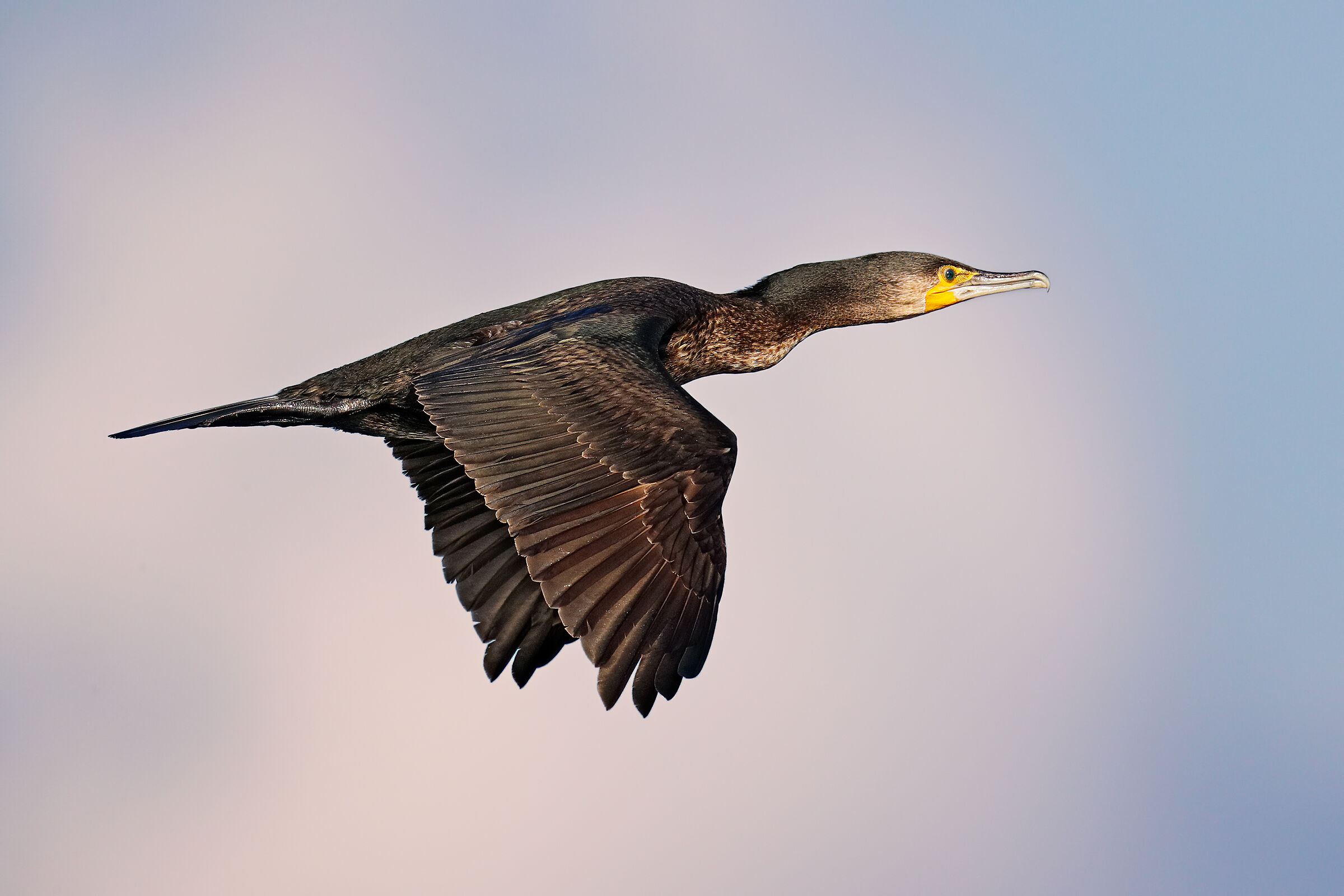 Cormorano alla luce del tramonto
