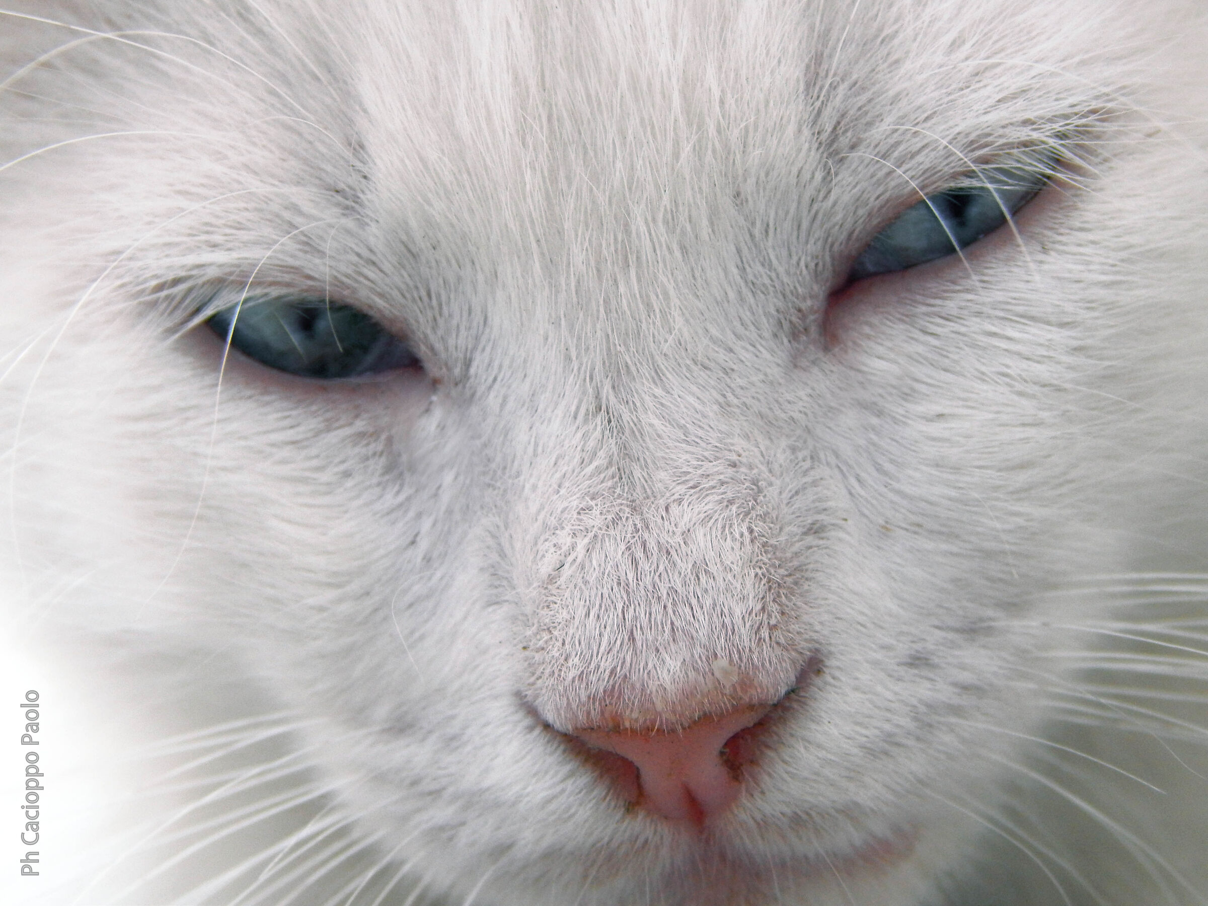 Gatto assonnato