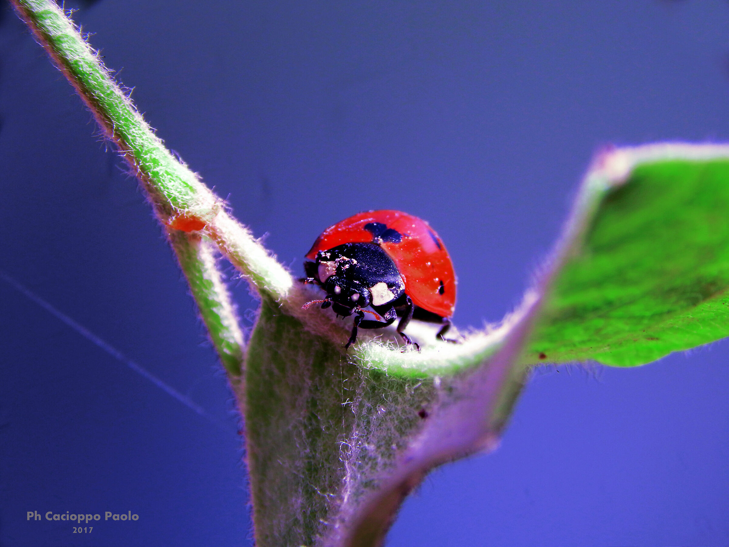dolce coccinella