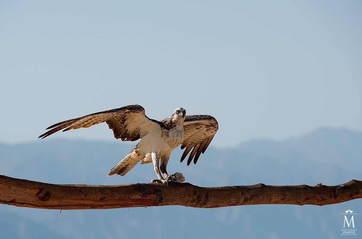 Osprey with prey
