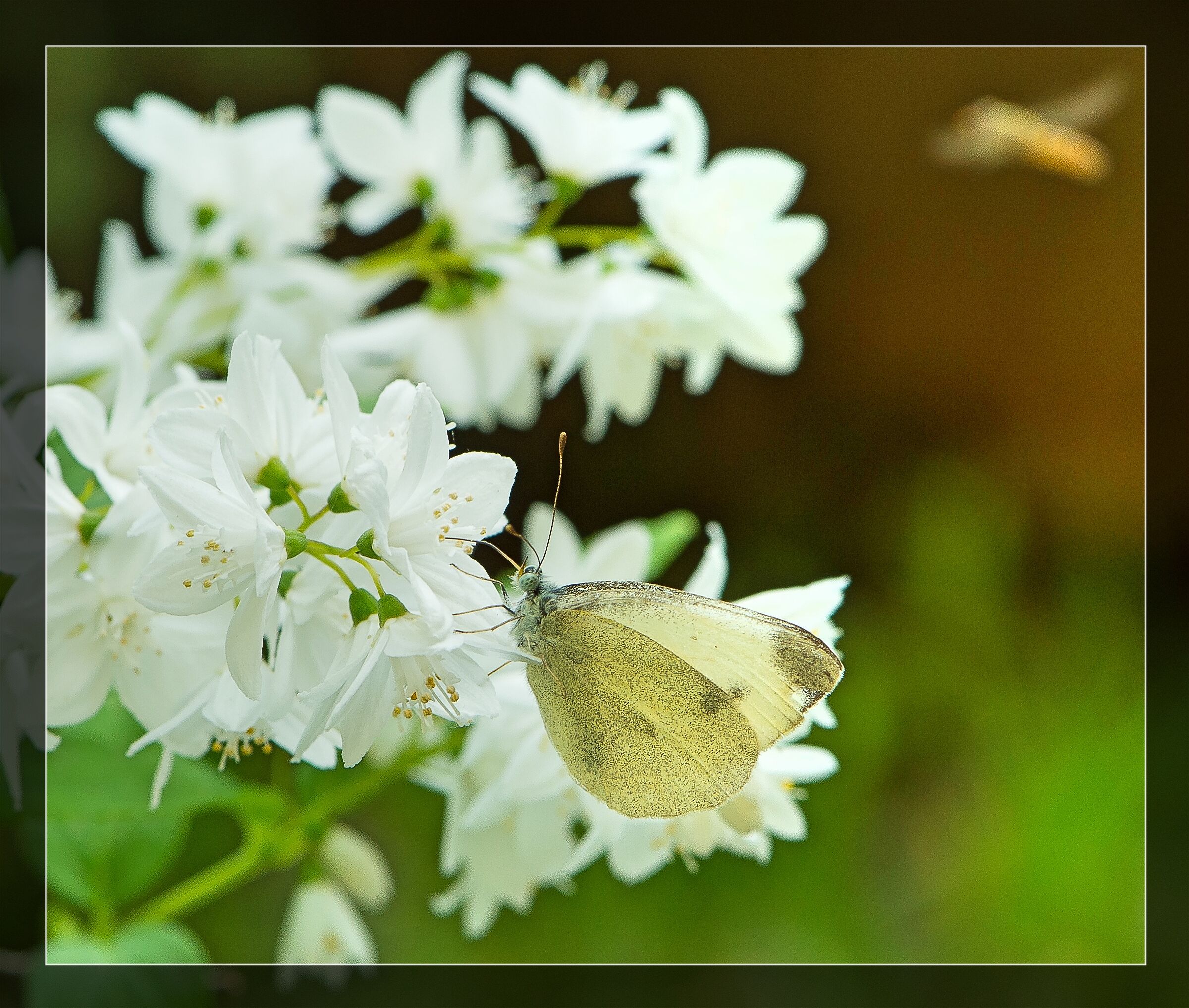 The White Butterfly