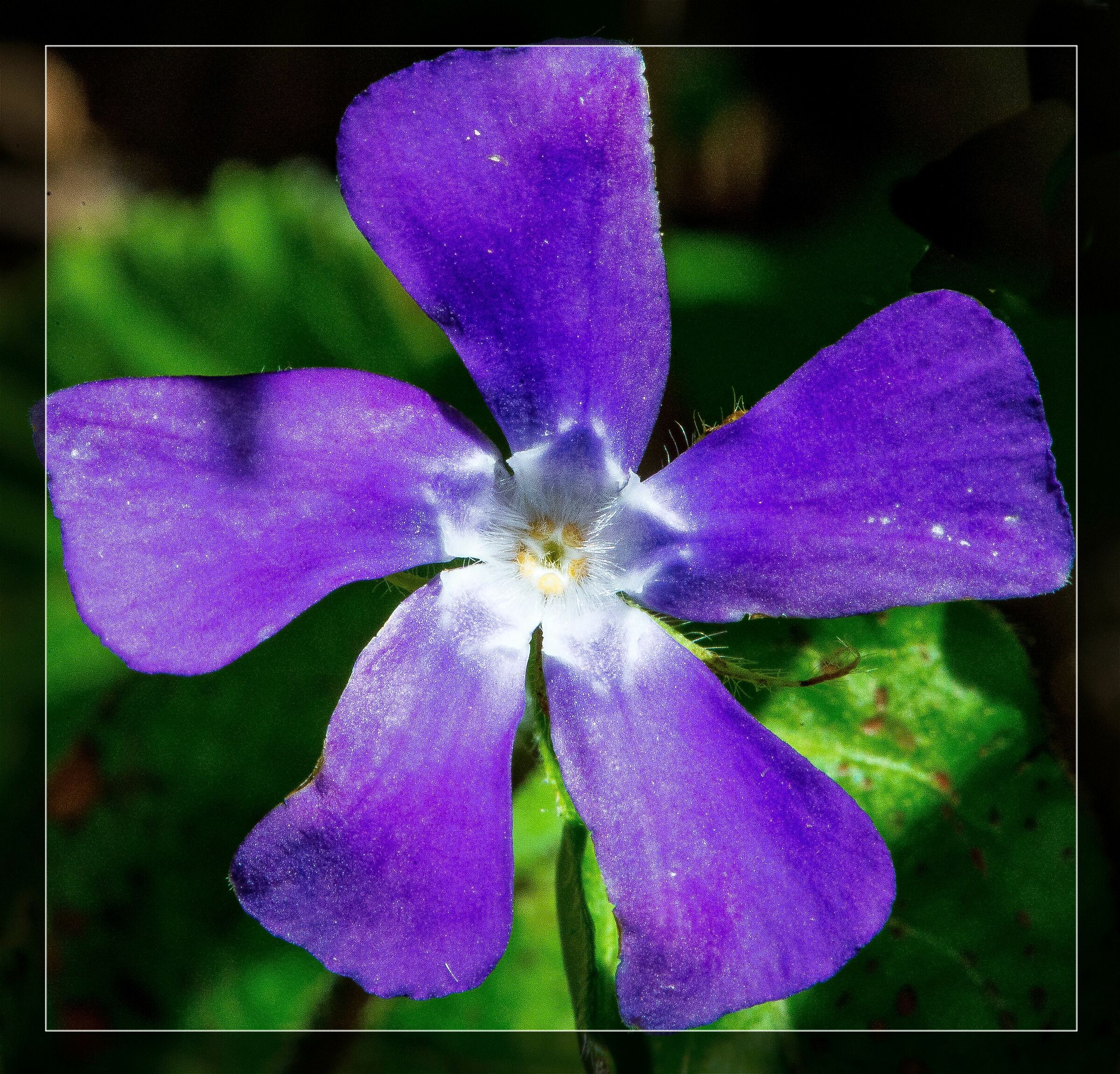 The Flower