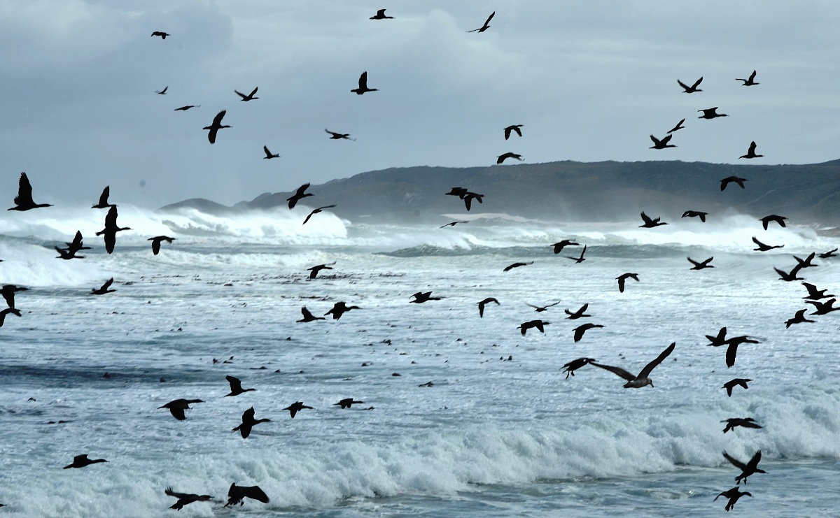 flight of cormorants