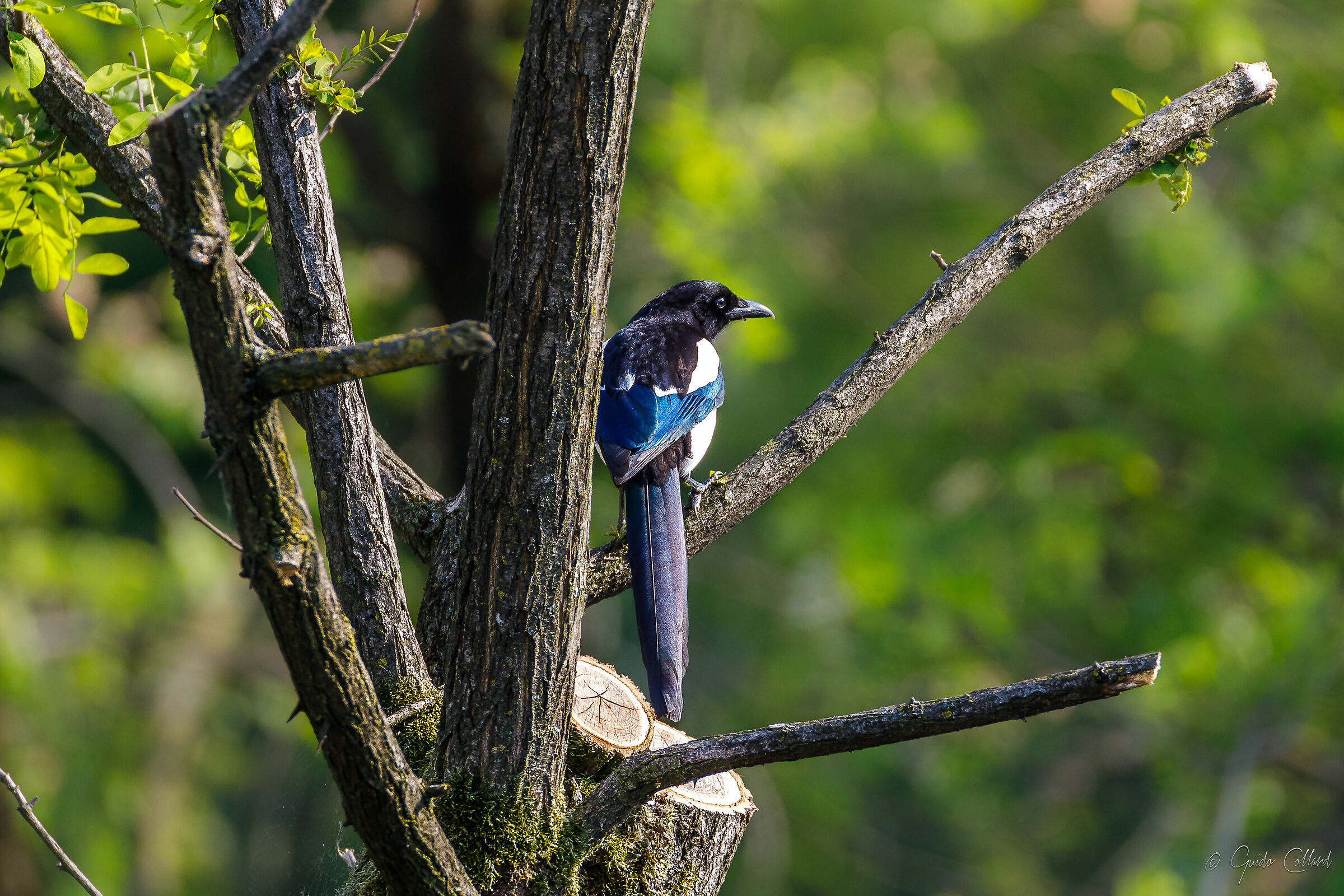 Shots from the balcony - Gazza thief