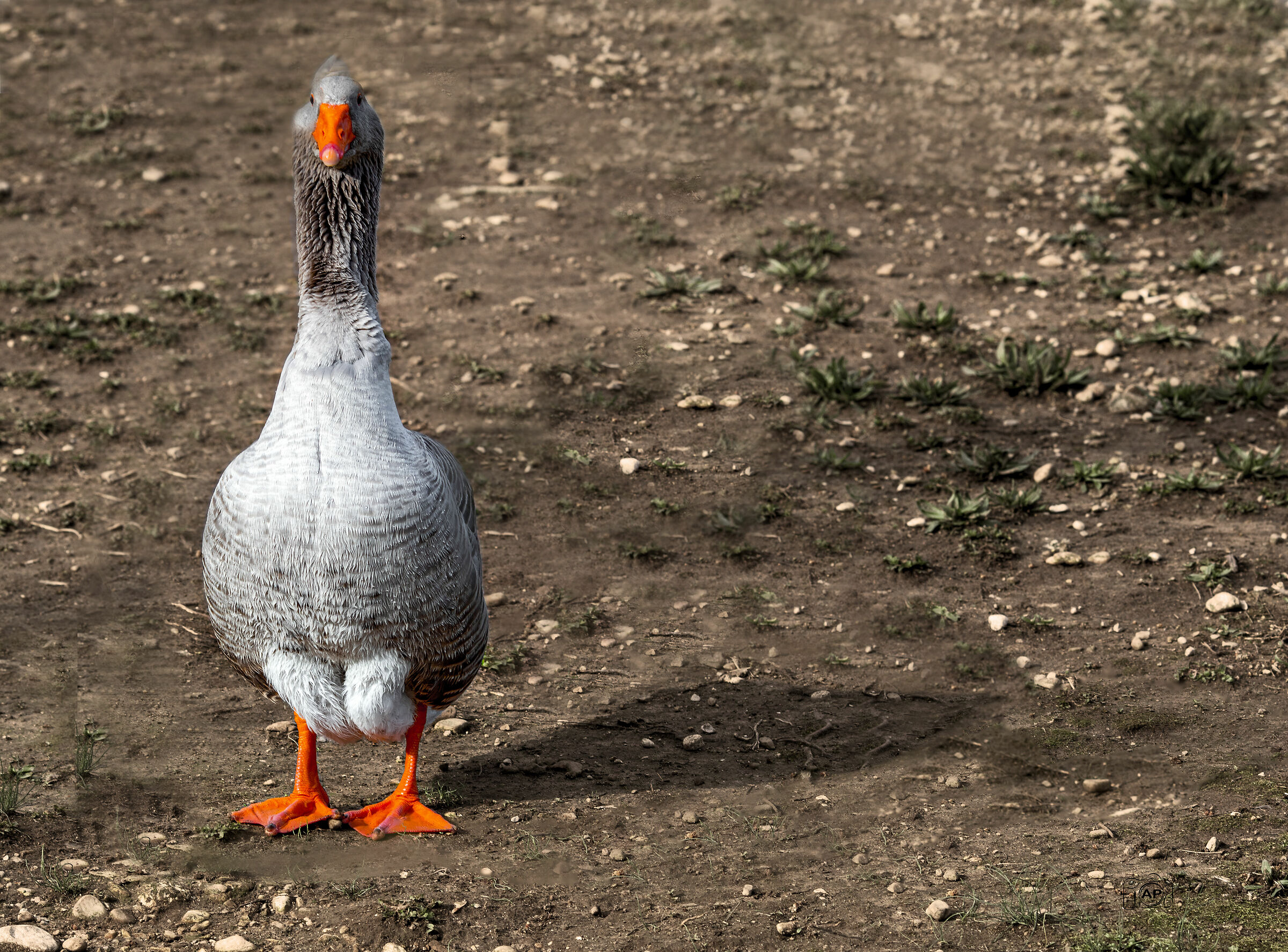 Ai Magredi Pre 40ena