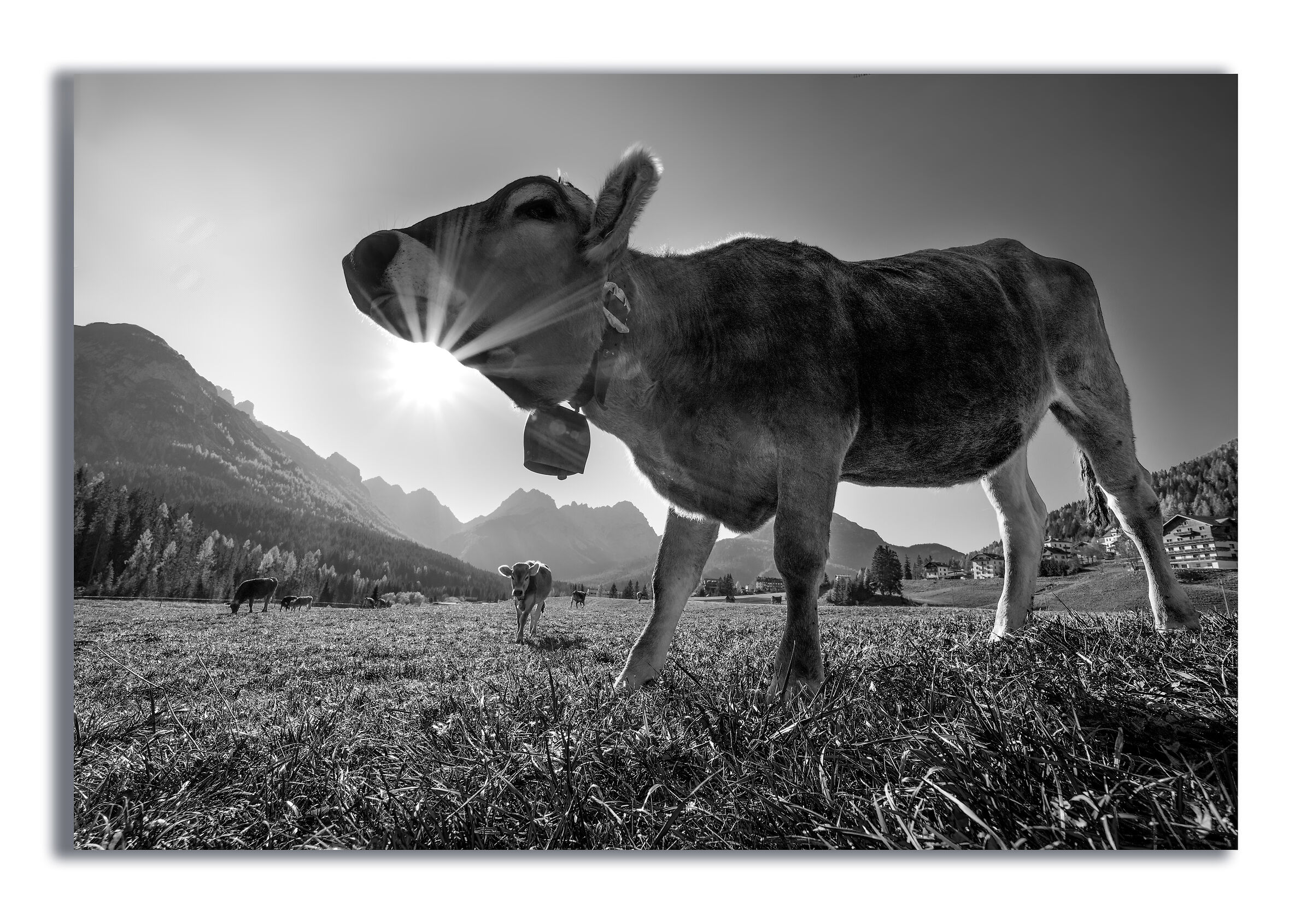 tintinnar di campanacci