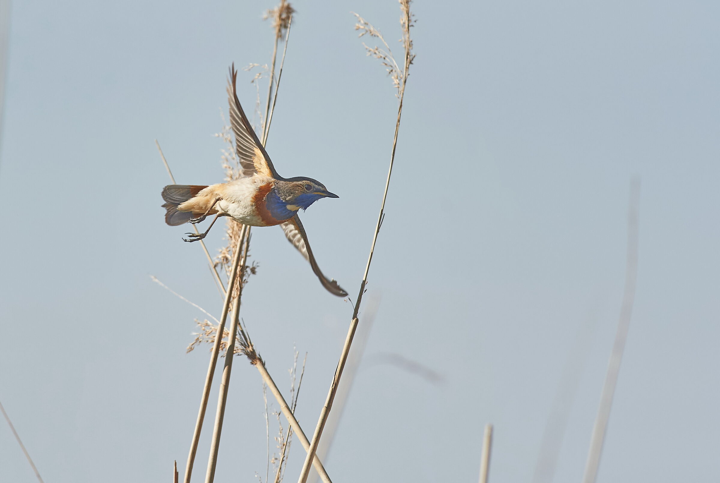 Bluethroat