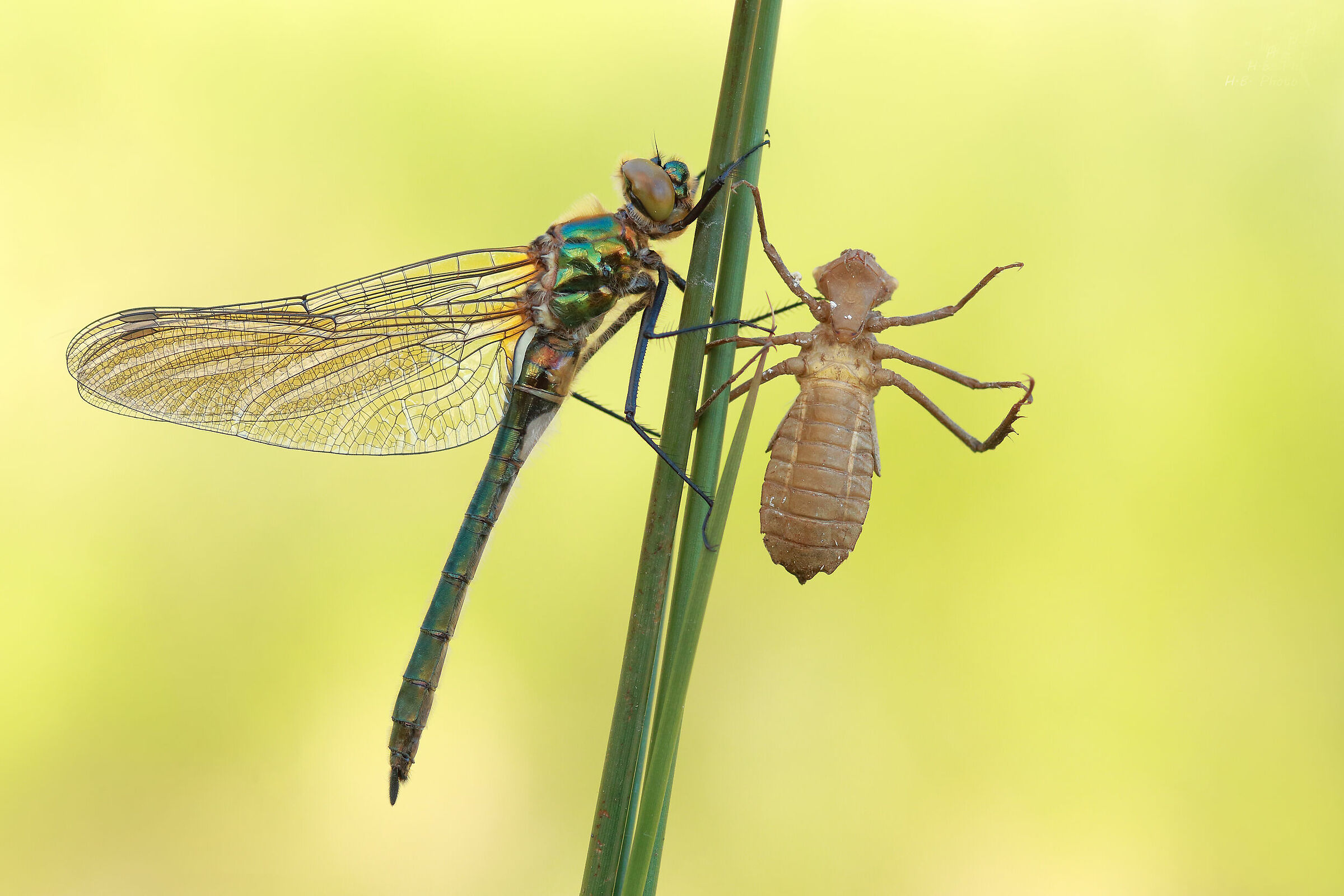 Cordulia aenea, femmina, neonato