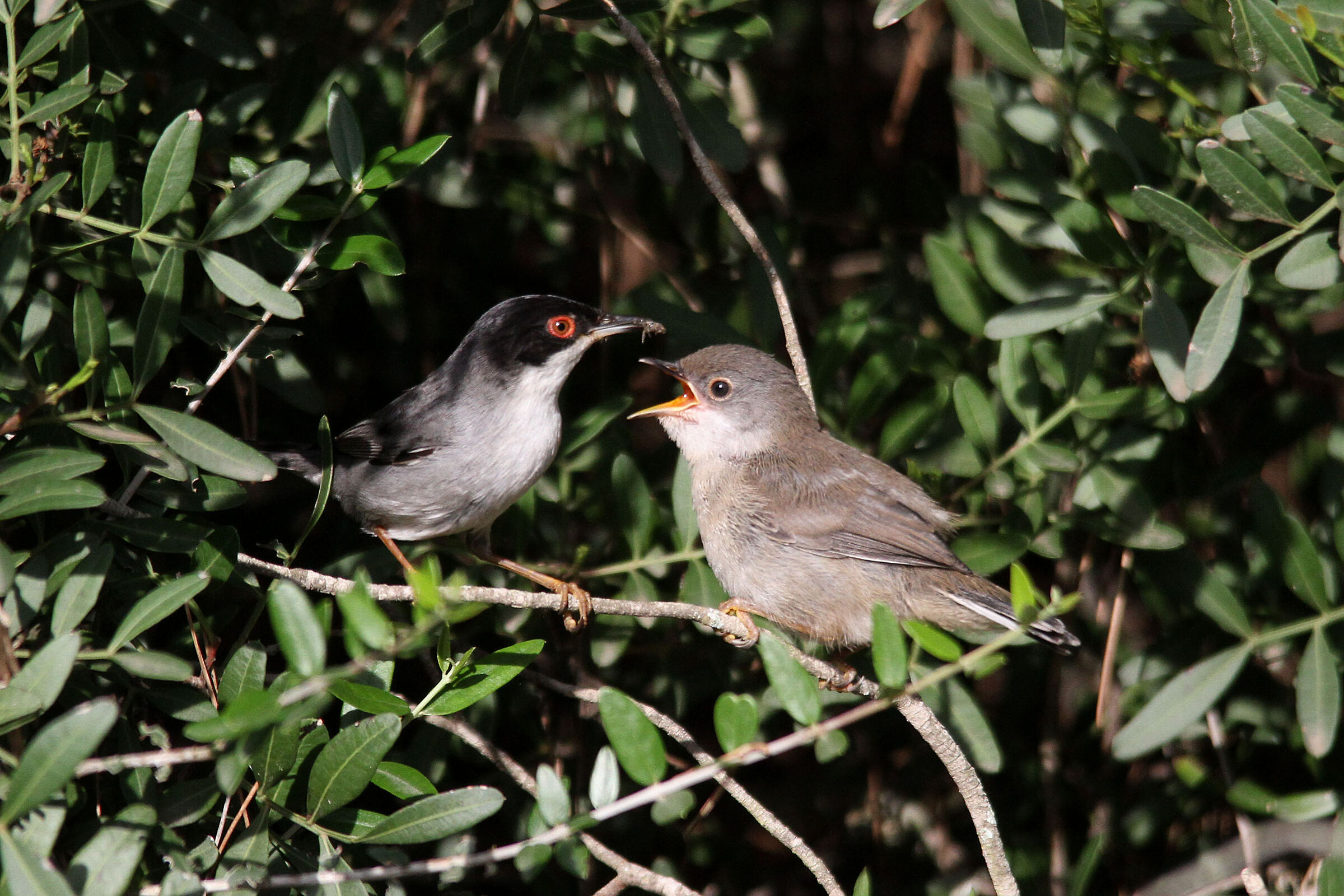 occhiocotto e pulcino