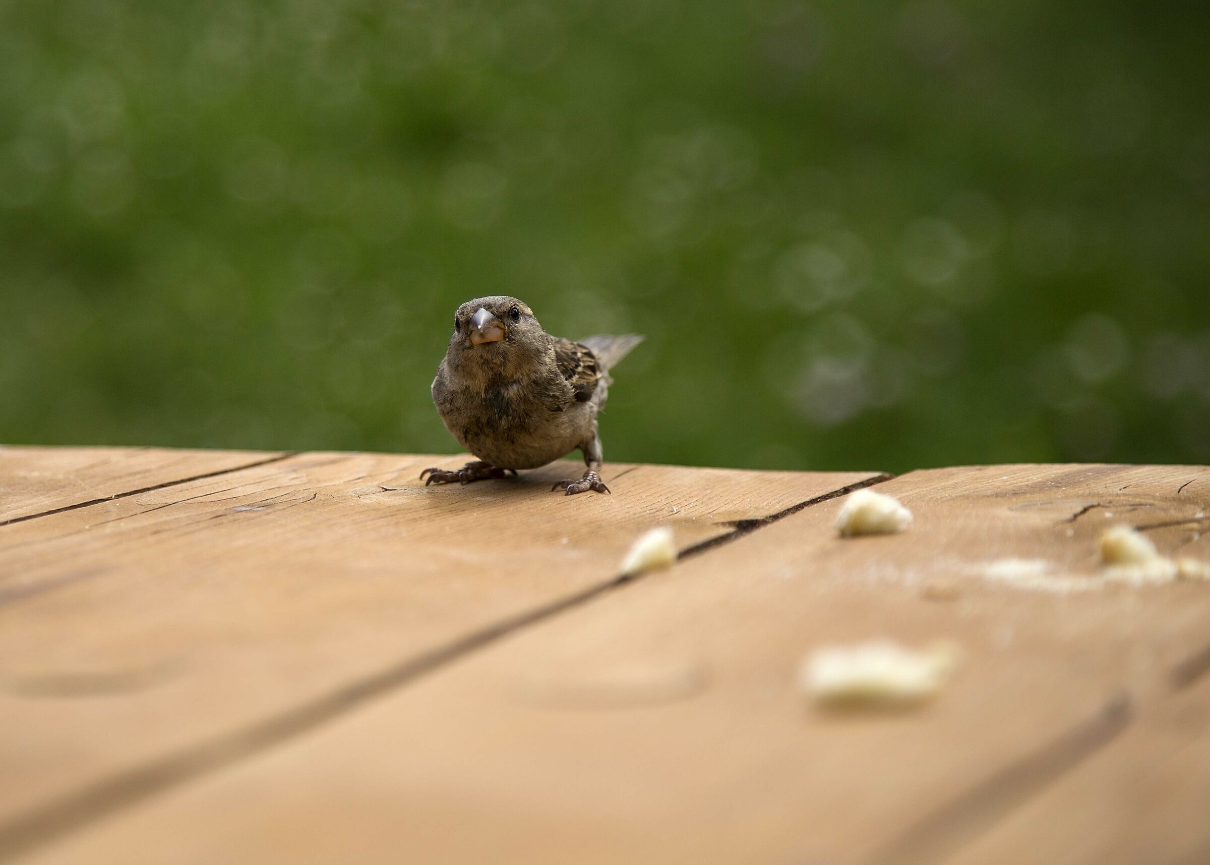 Looking for an easy eat!