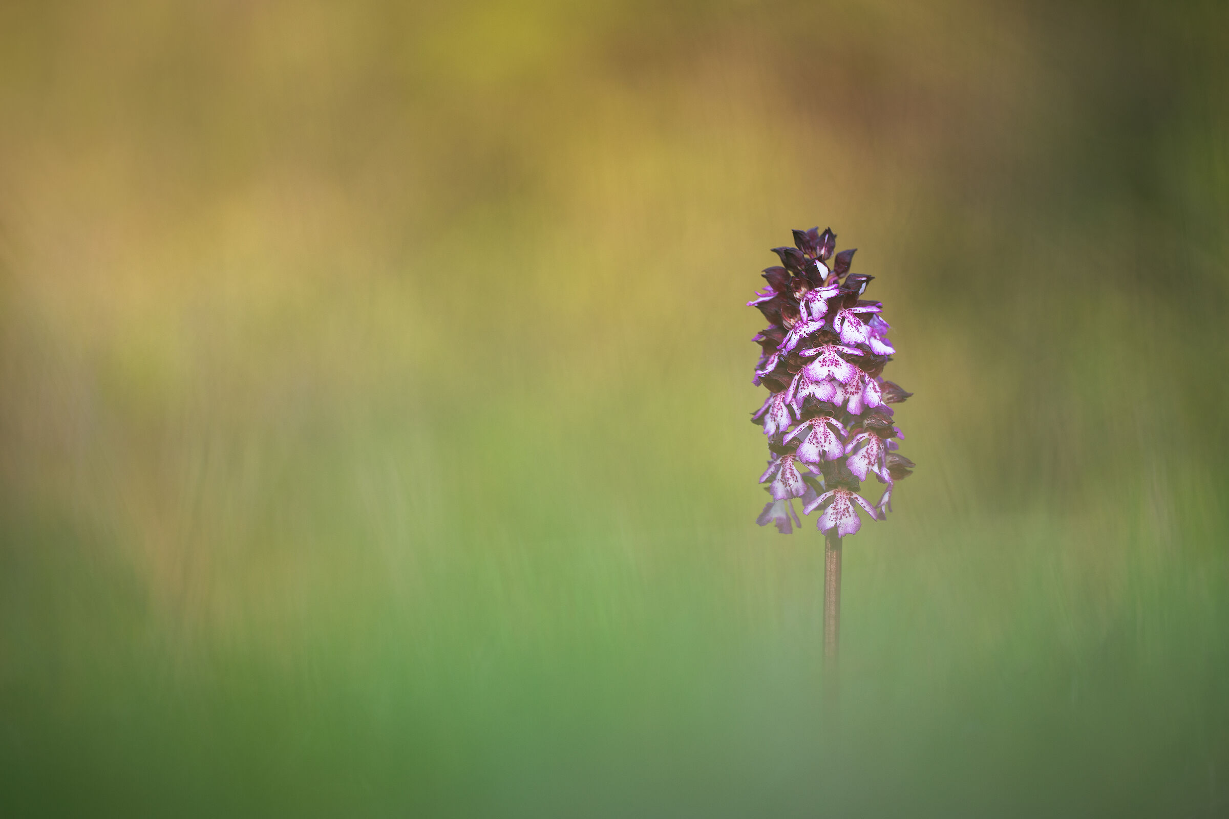 Orchis purpurea
