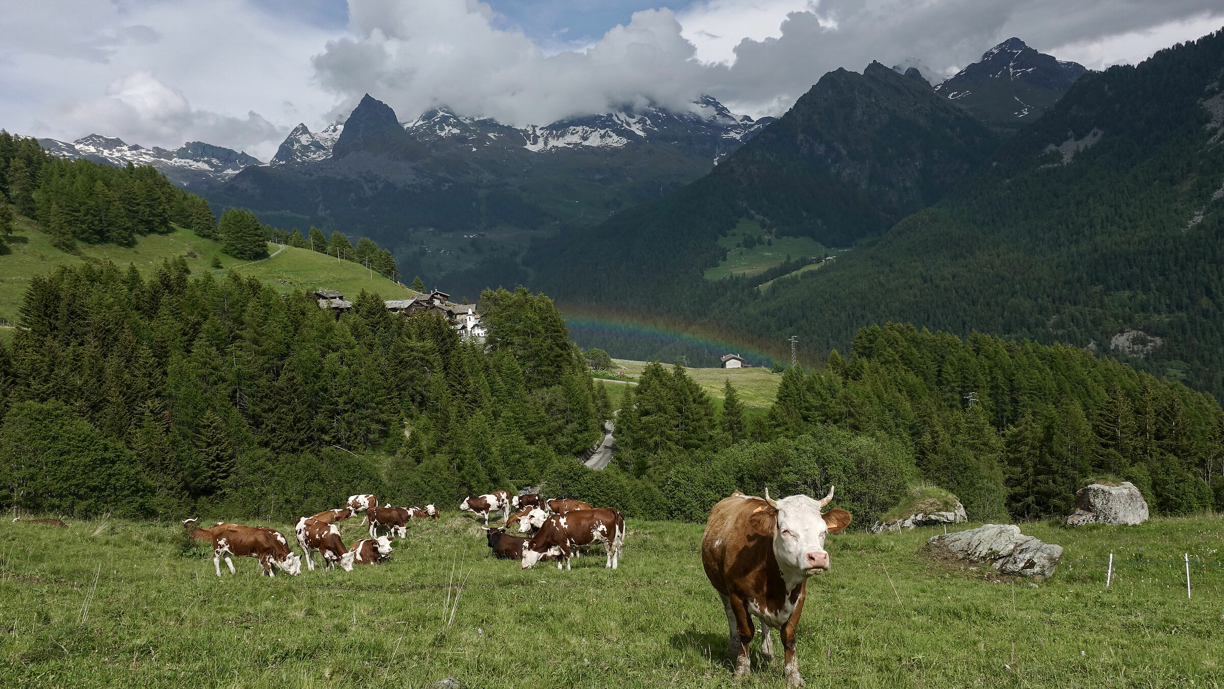 Freedom ~ Val d'Ayas