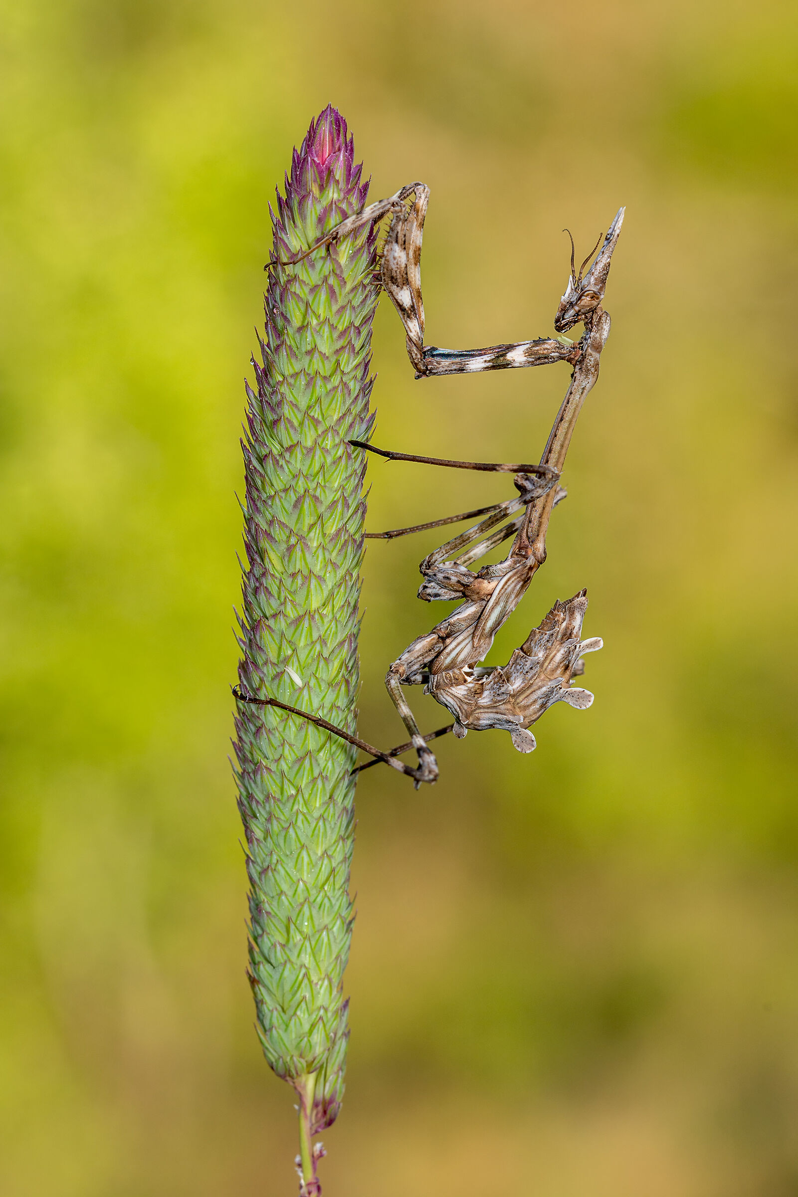 Empusa pennata