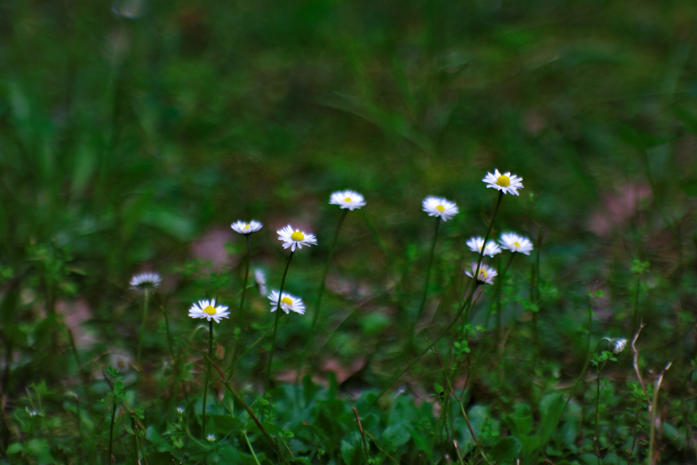 soldatini in giardino con Jupiter-9 85 f2
