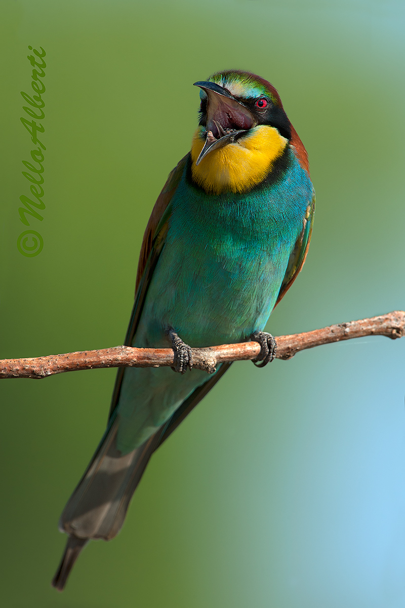 gruccione nell'atto di rigurgitare la borra