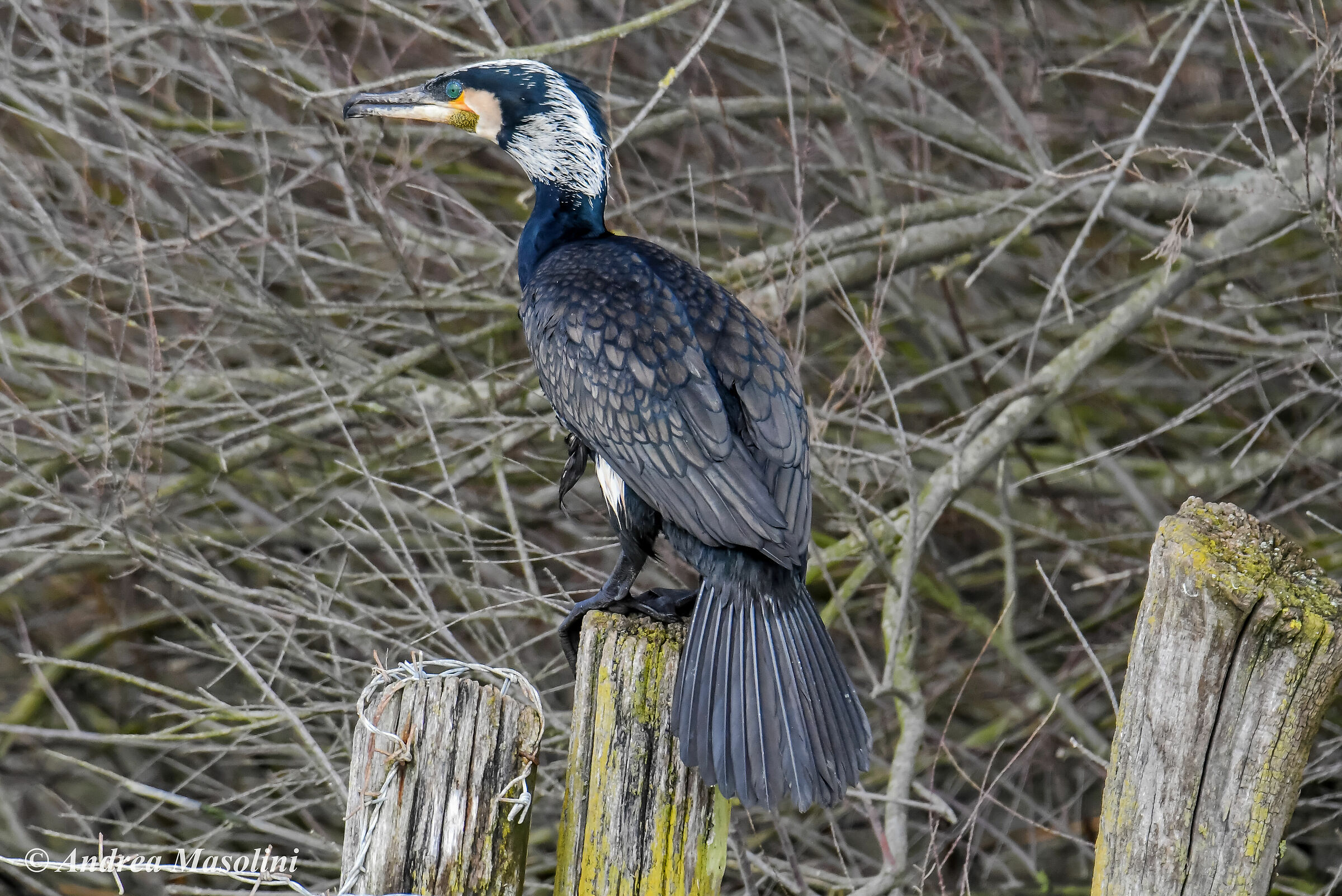 Cormorano