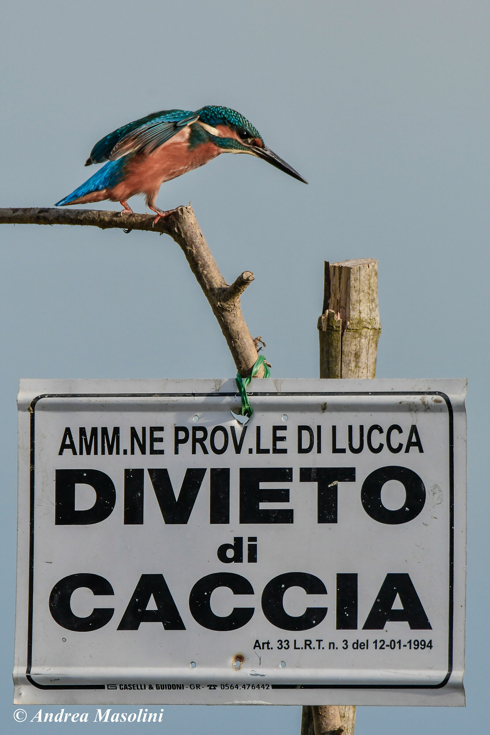 Martin Pescatore