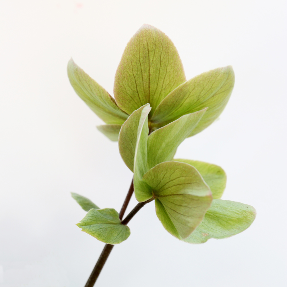 Helleborus light bottom