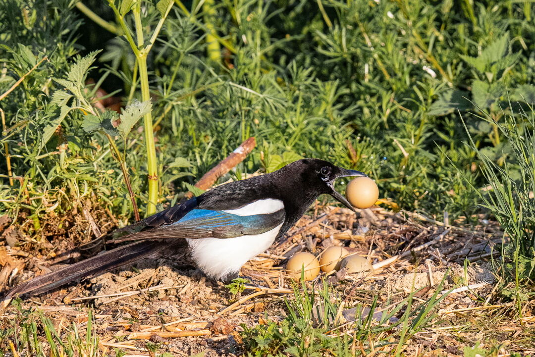 Gazza, the harsh law of nature