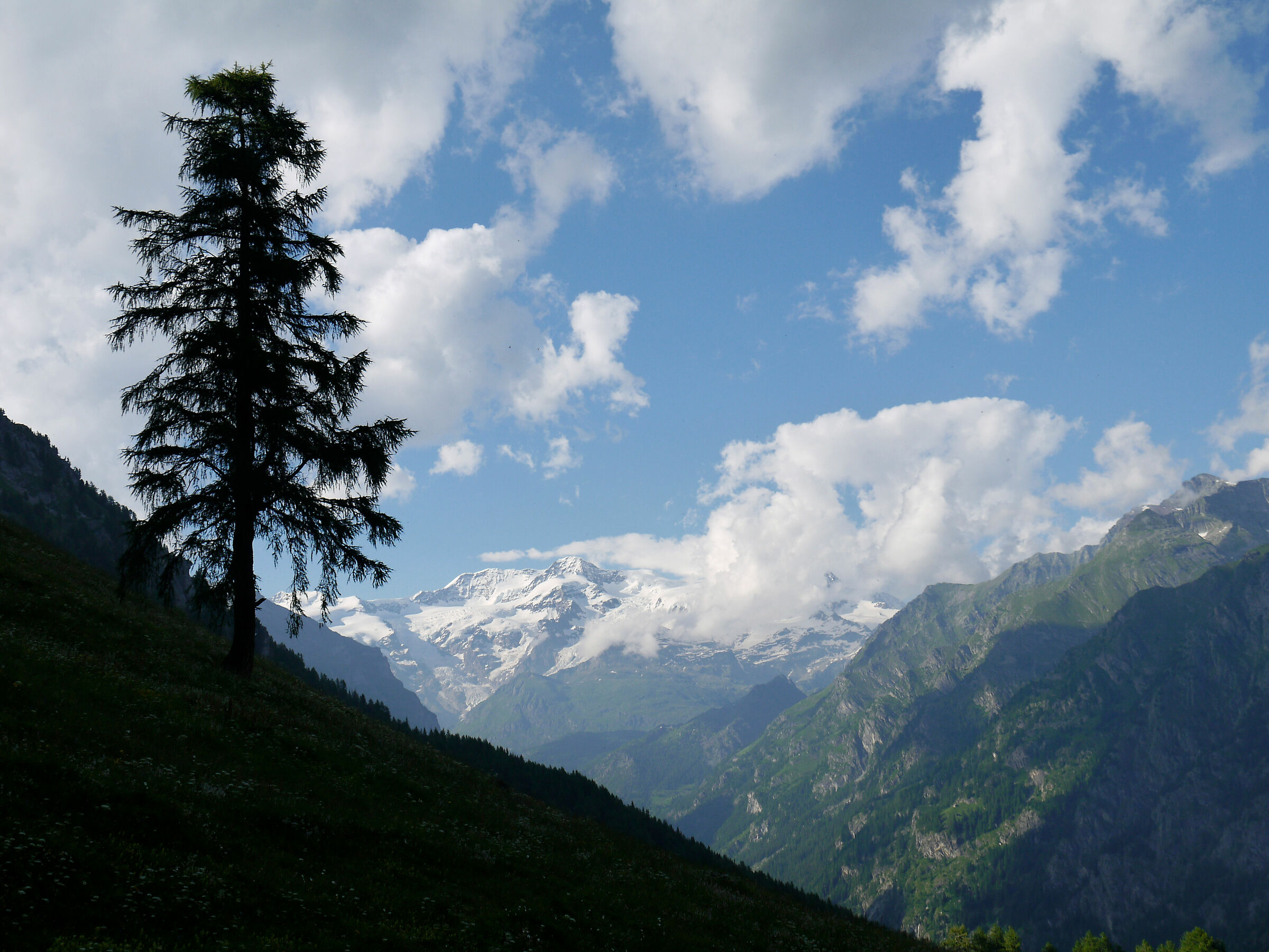 Larice e nuvole, 2014