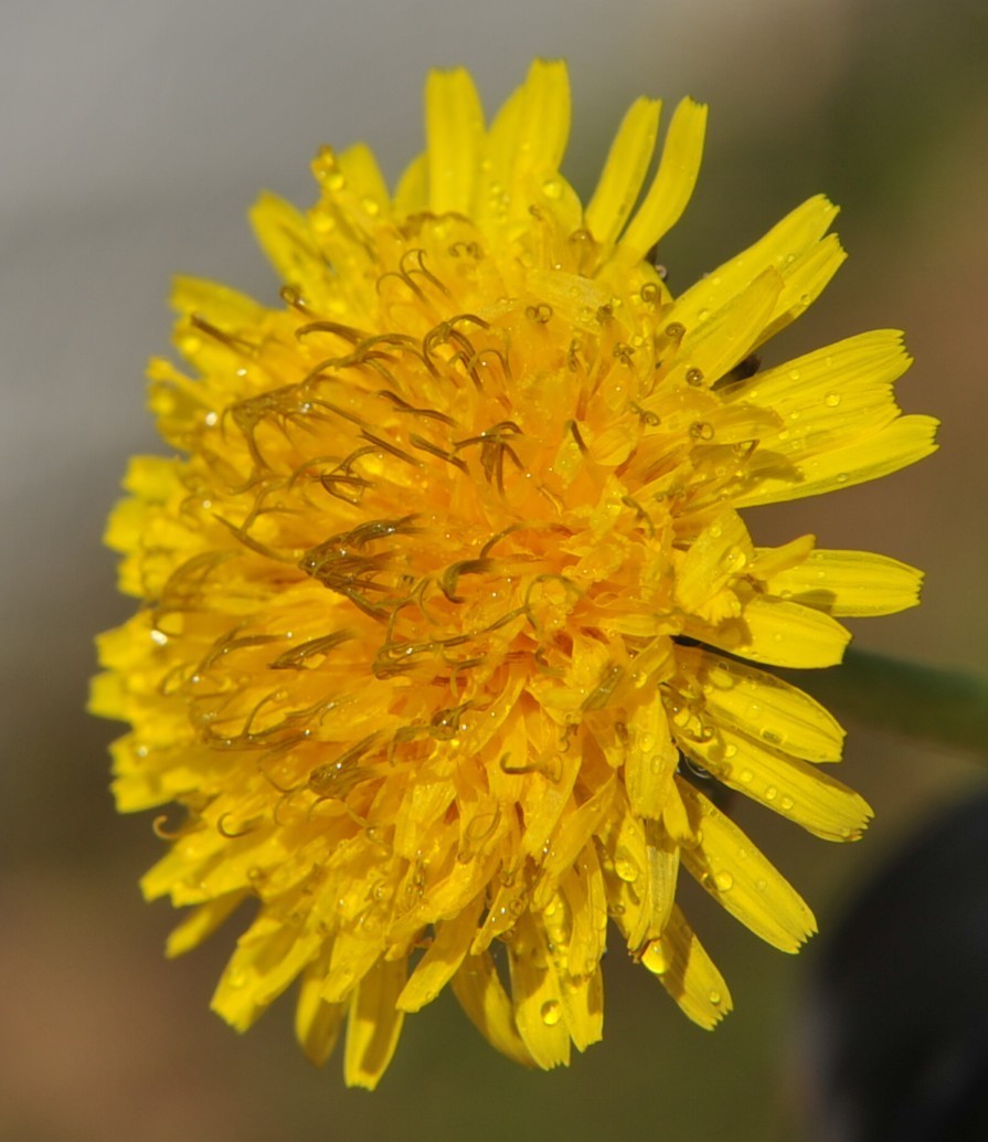wet dandelion