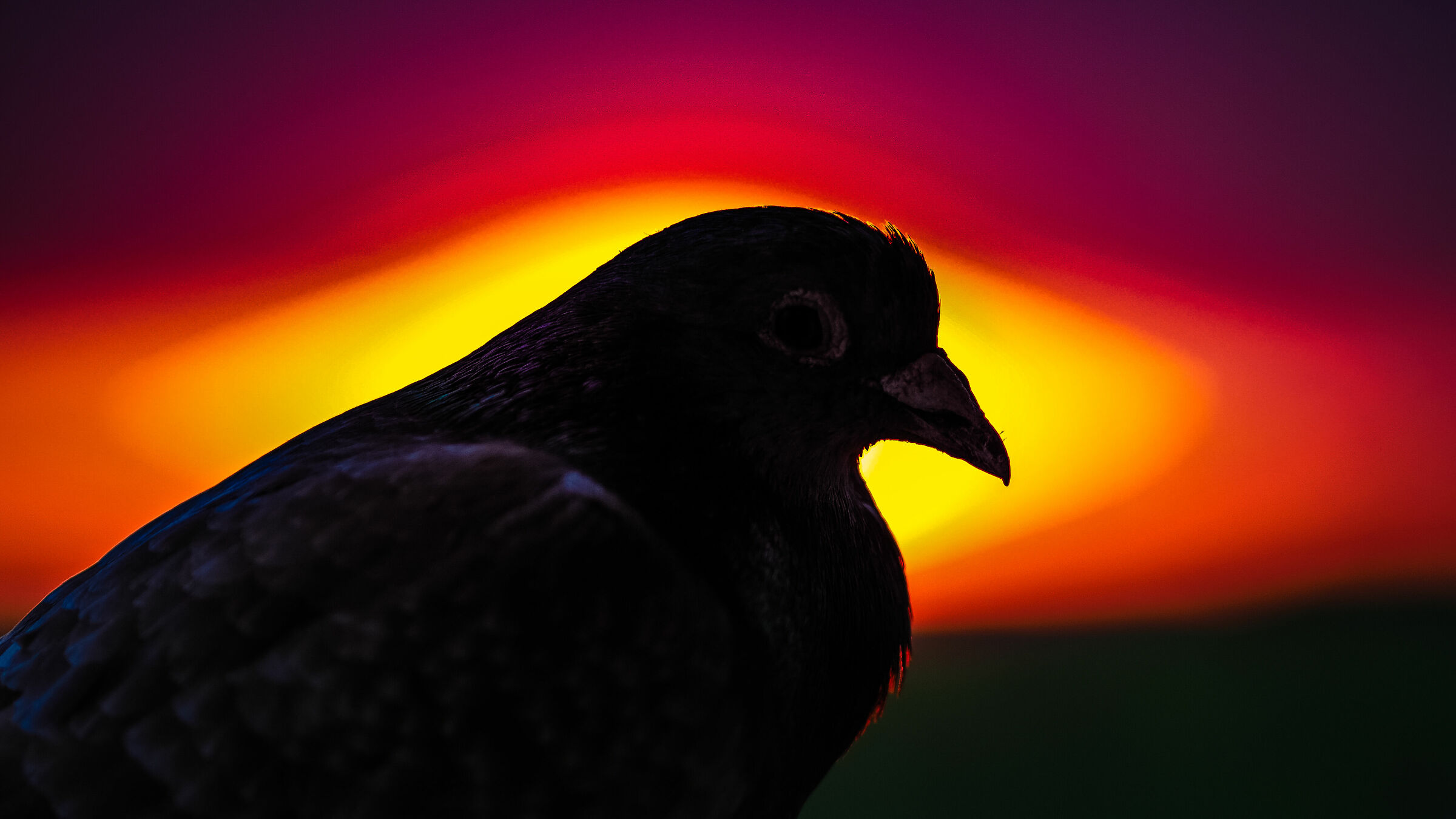 Pigeon sunset