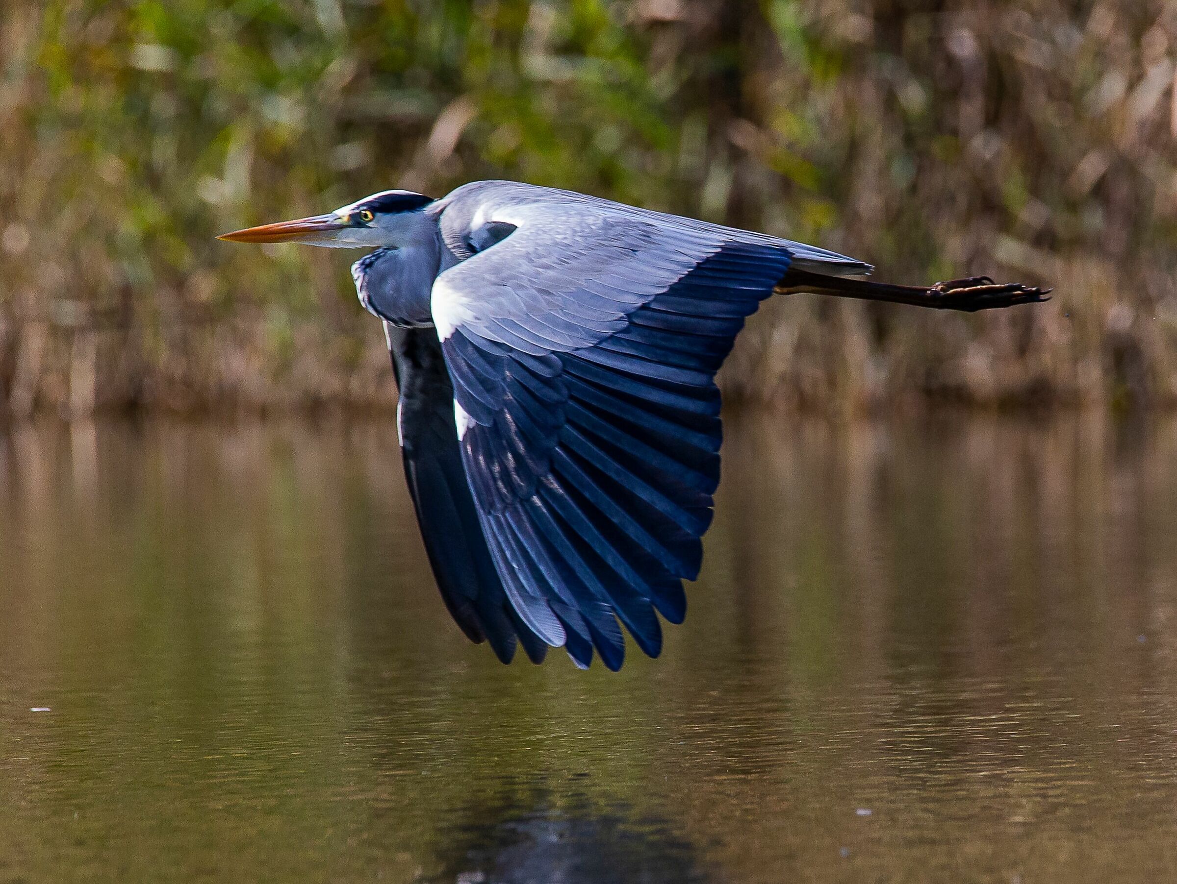Ash heron in flight