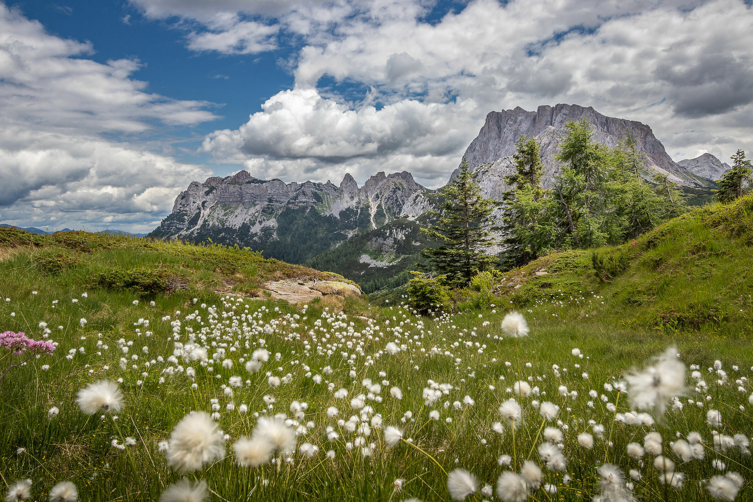 Eriofori at the Sella Val Dolce