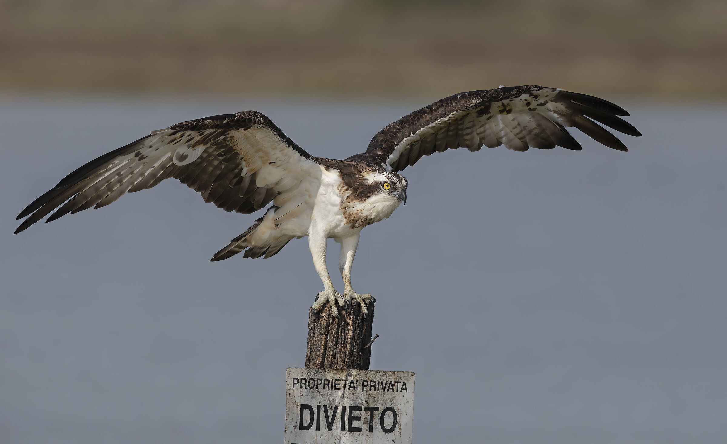 prova topaz denoise AI