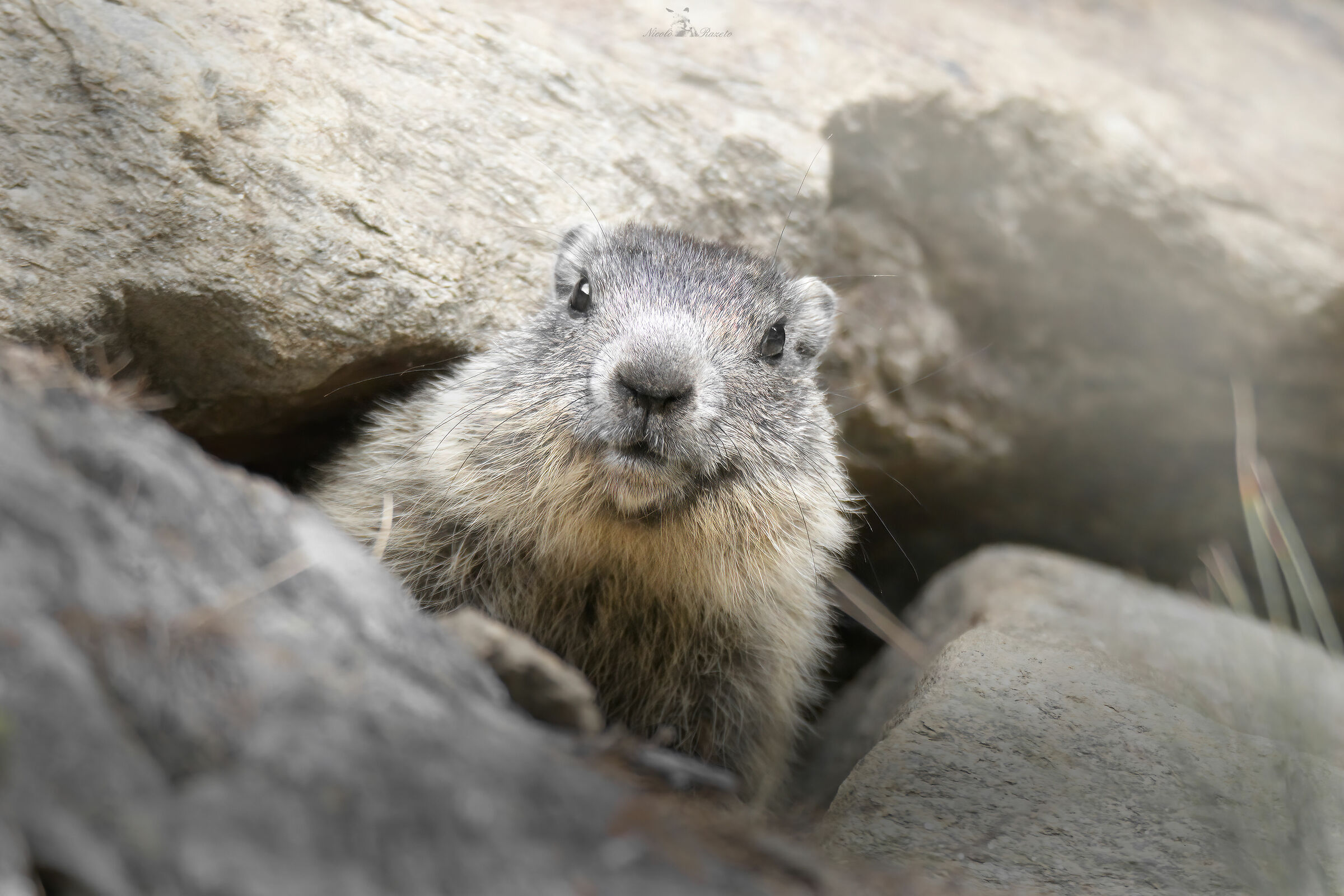 Marmotta
