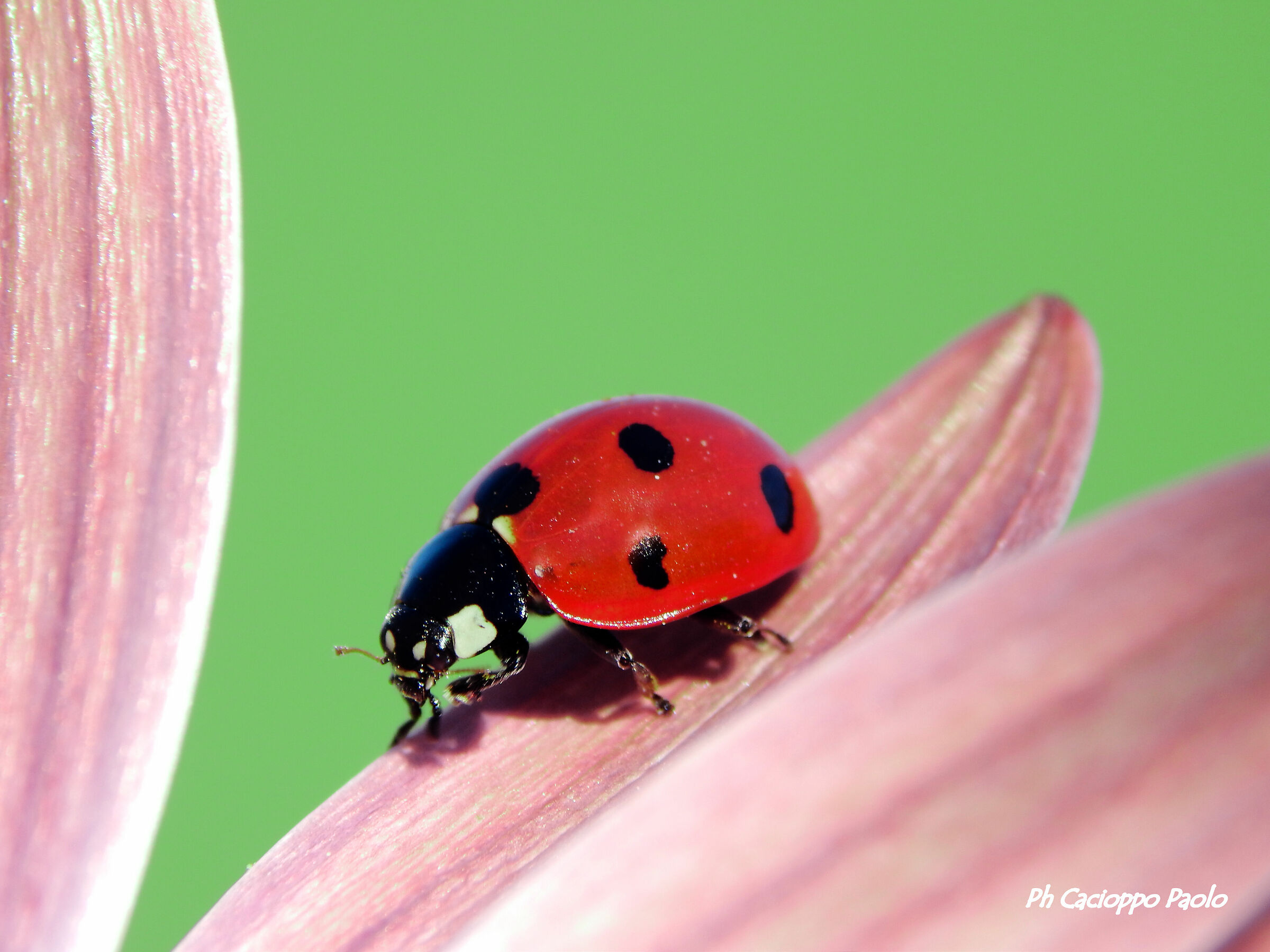 Coccinella sul petalo