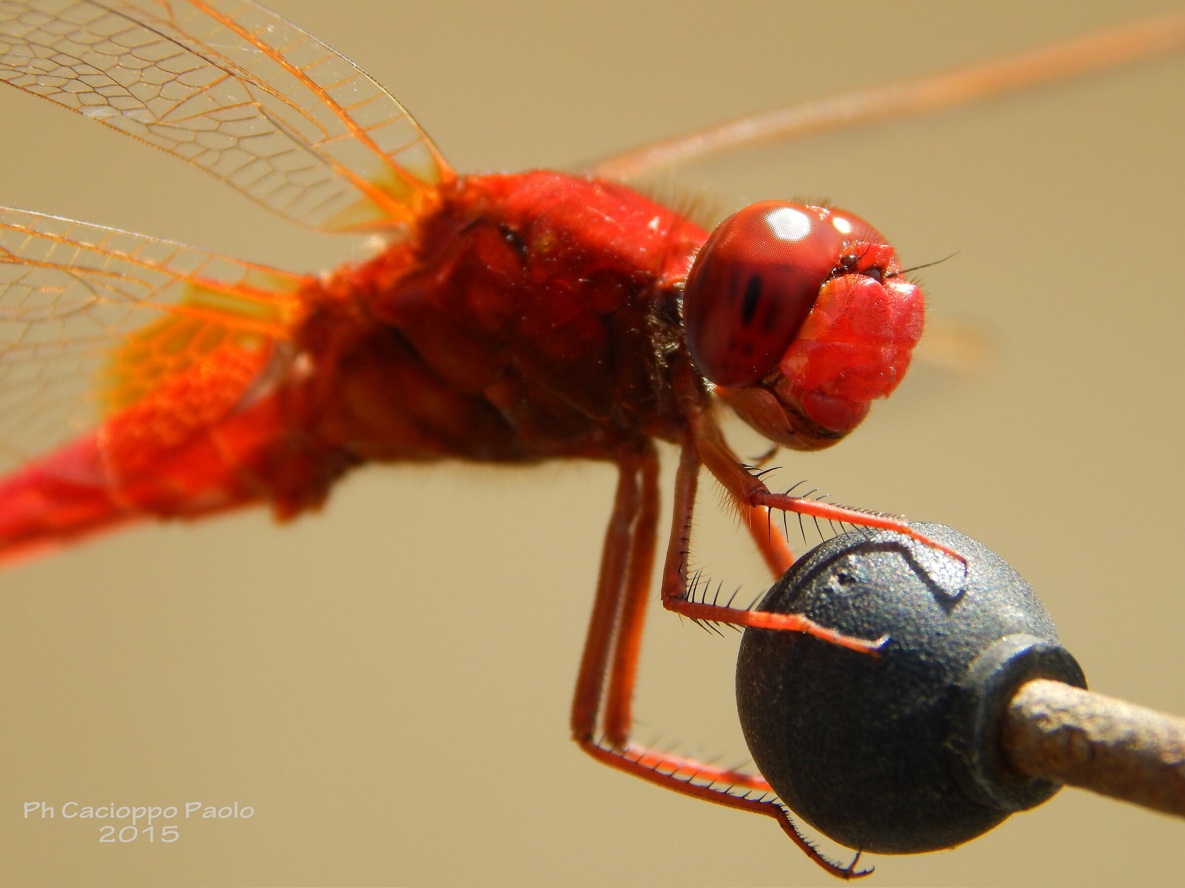 Libellula poggiata su antenna