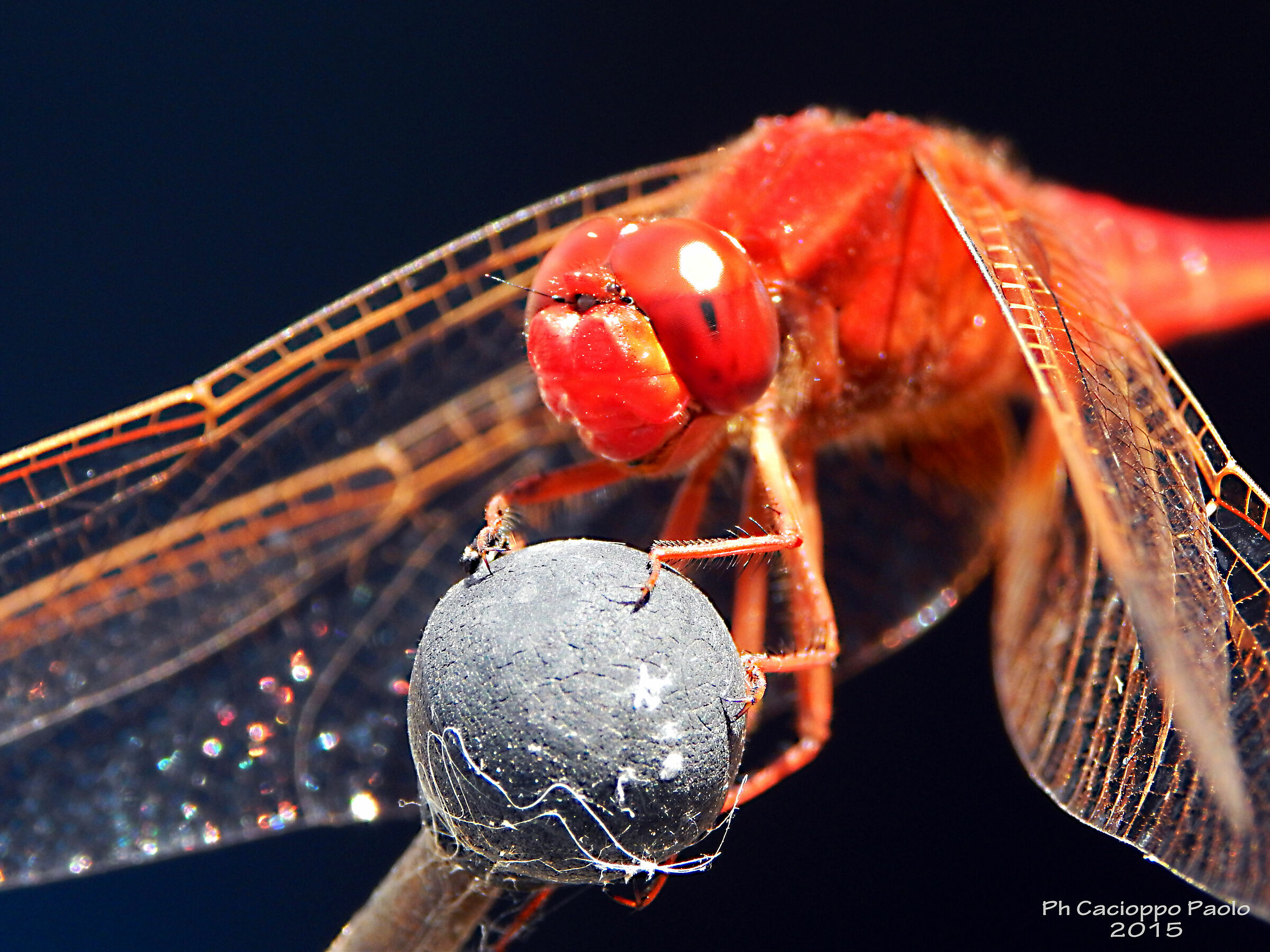 Libellula poggiata su antenna 2