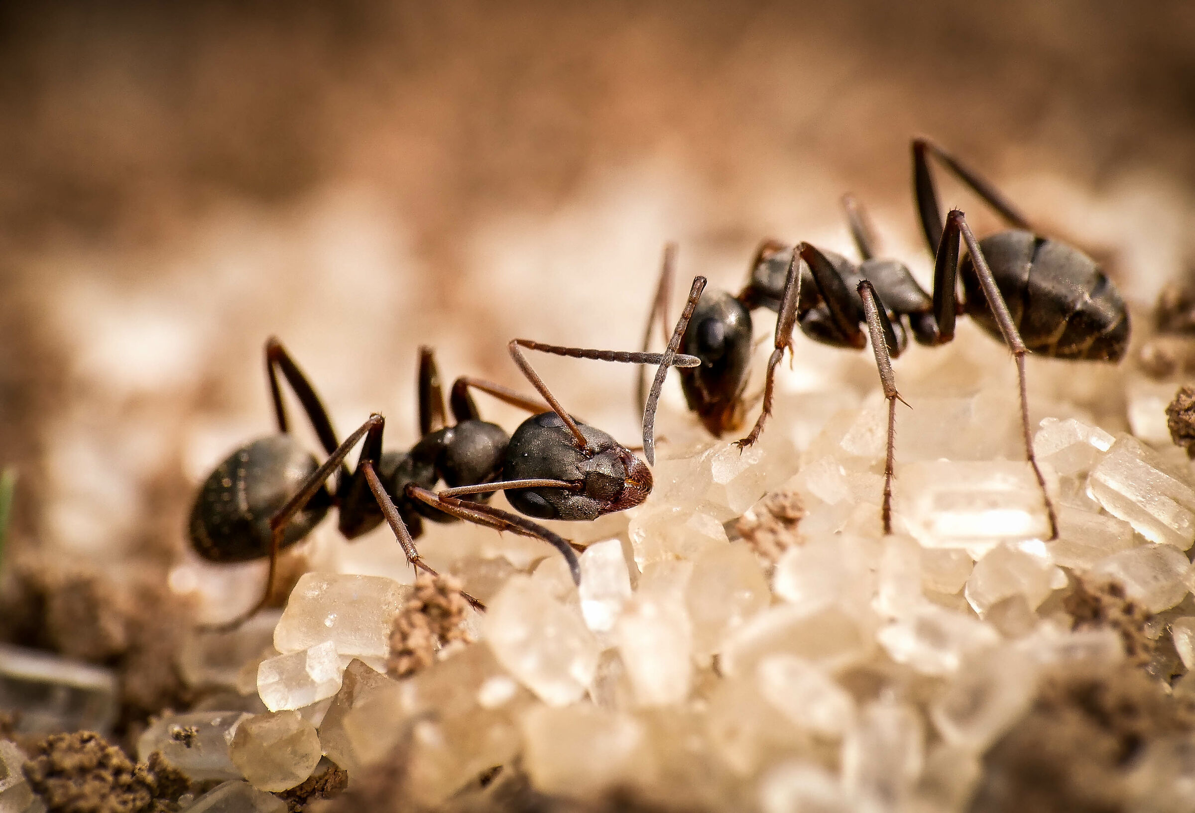 soggetti al tempo del covid-19